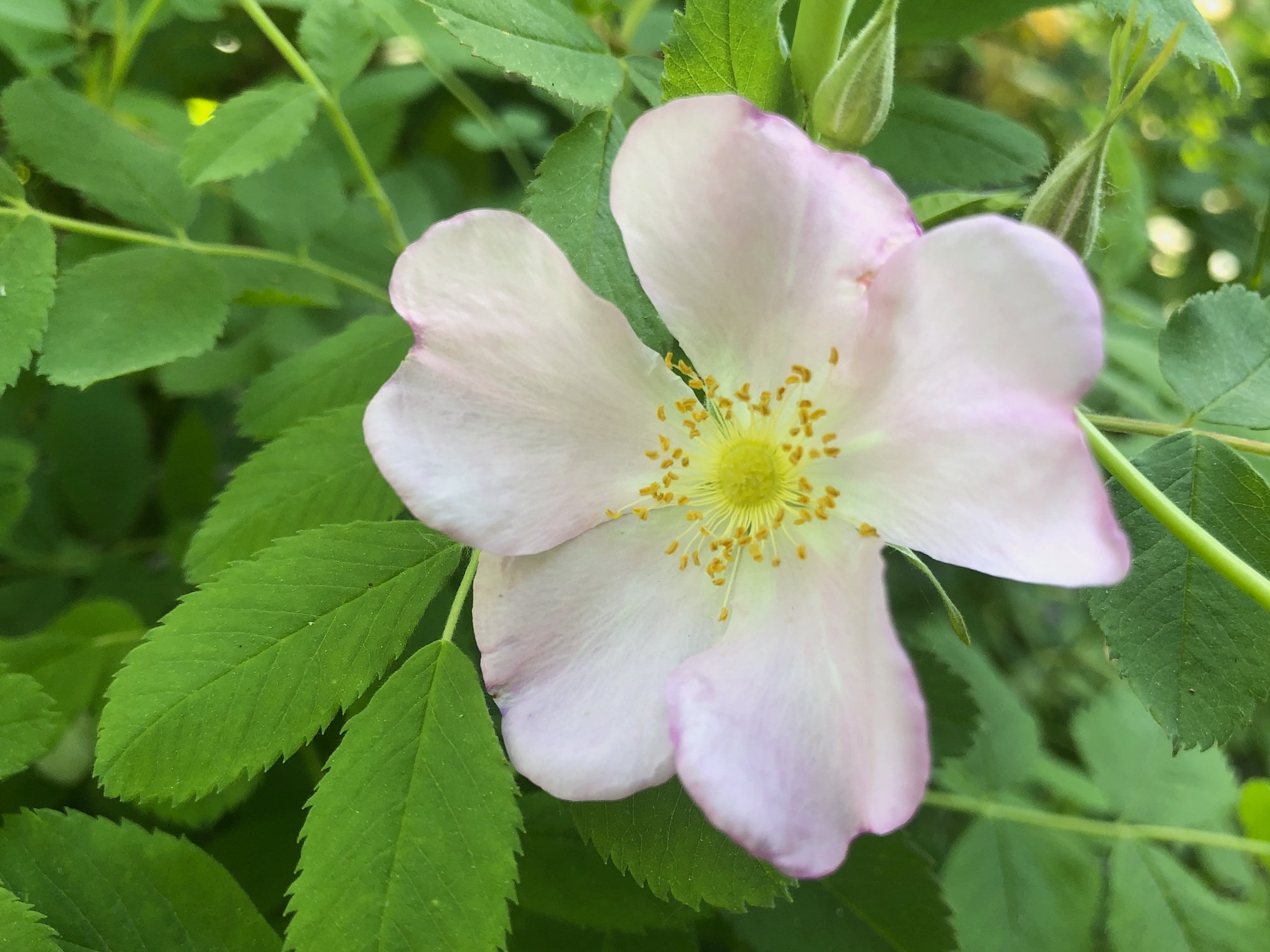 Prairie Rose near Council Ring in the Oak Savanna in Madison, Wisconsin on June 4, 2020.