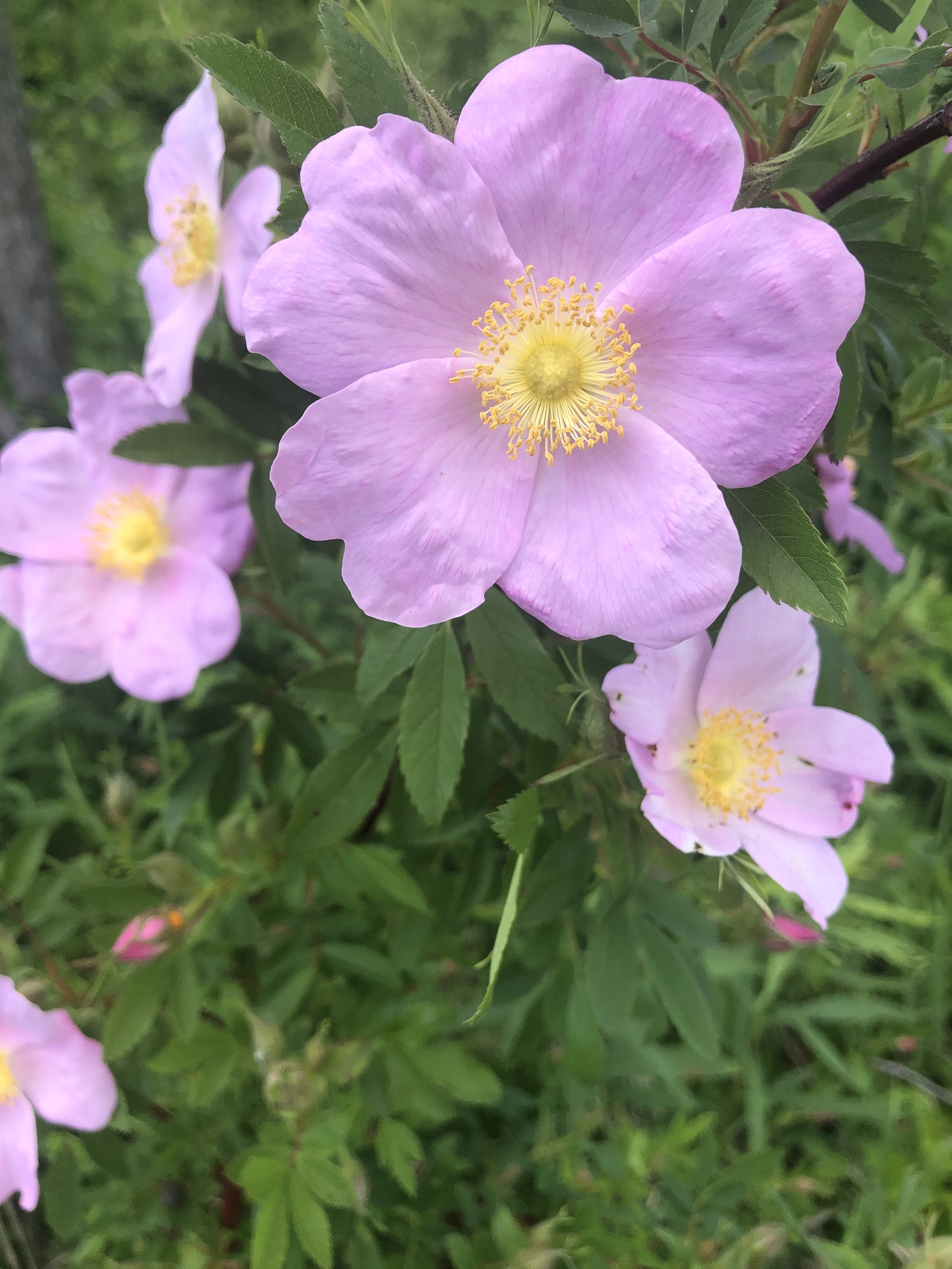 Prairie Rose in UW Arboretum near Longenecker Horticultural Gardens on June 2, 2021.