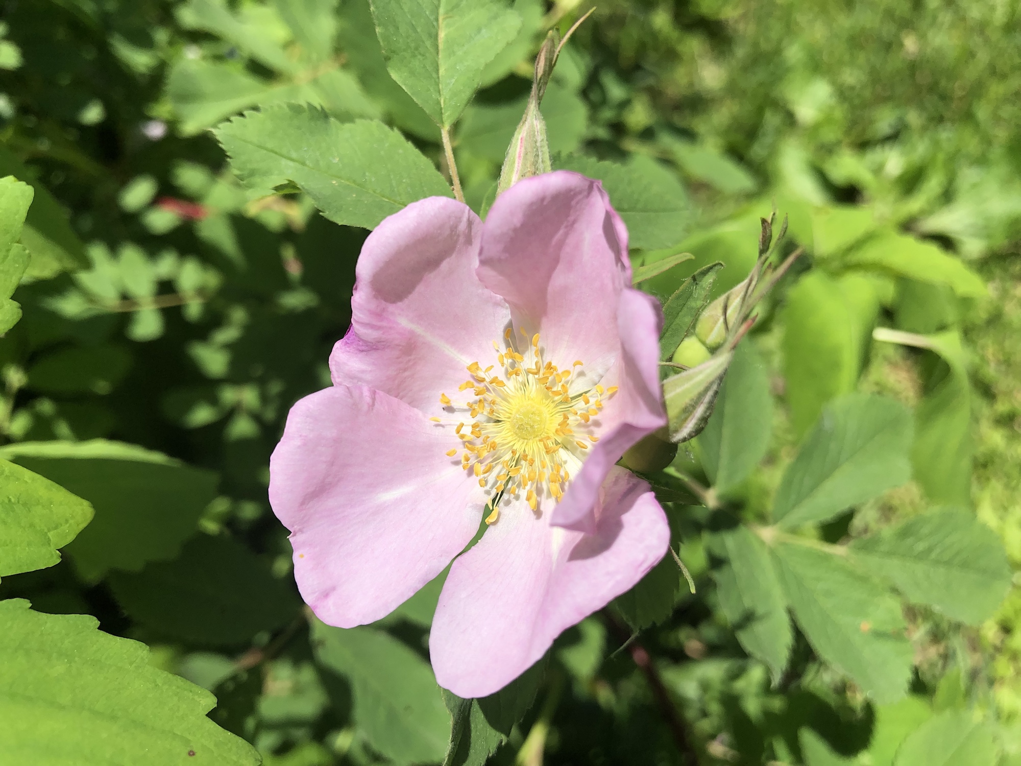 Prairie Rose near Council Ring in the Oak Savanna in Madison, Wisconsin on June 5, 2019.