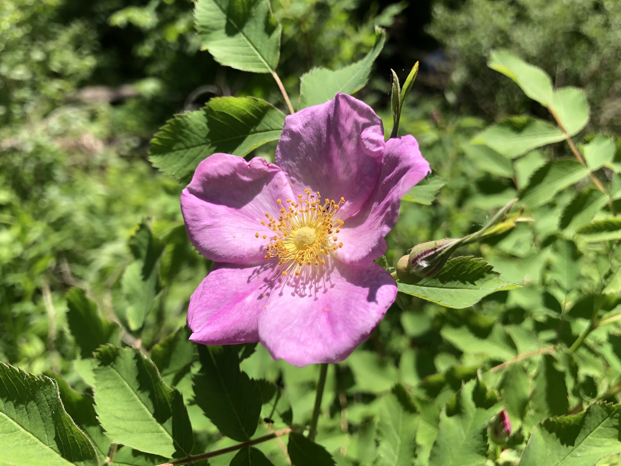 Prairie Rose near Council Ring in the Oak Savanna on June 5, 2019.
