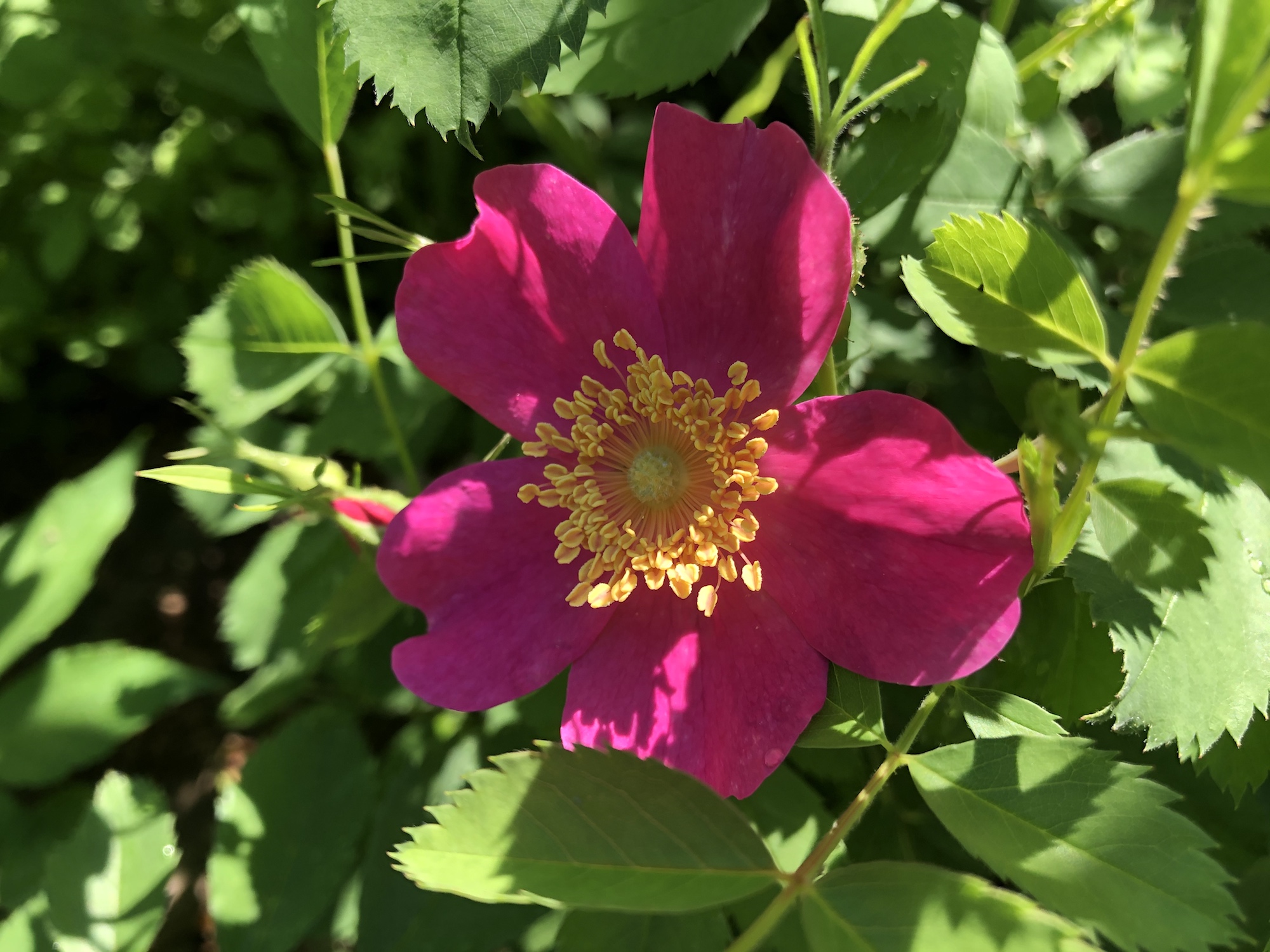 Prairie Rose (Rosa arkansana) at Council Ring in Madison, Wisconsin on June 11, 2020.