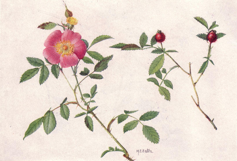 Wild Rose (Rosa carolina L.) botonical illustration.