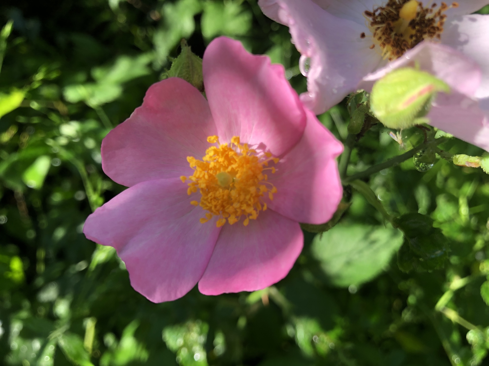 Prairie Rose near Council Ring in the Oak Savanna on July 10, 2019.