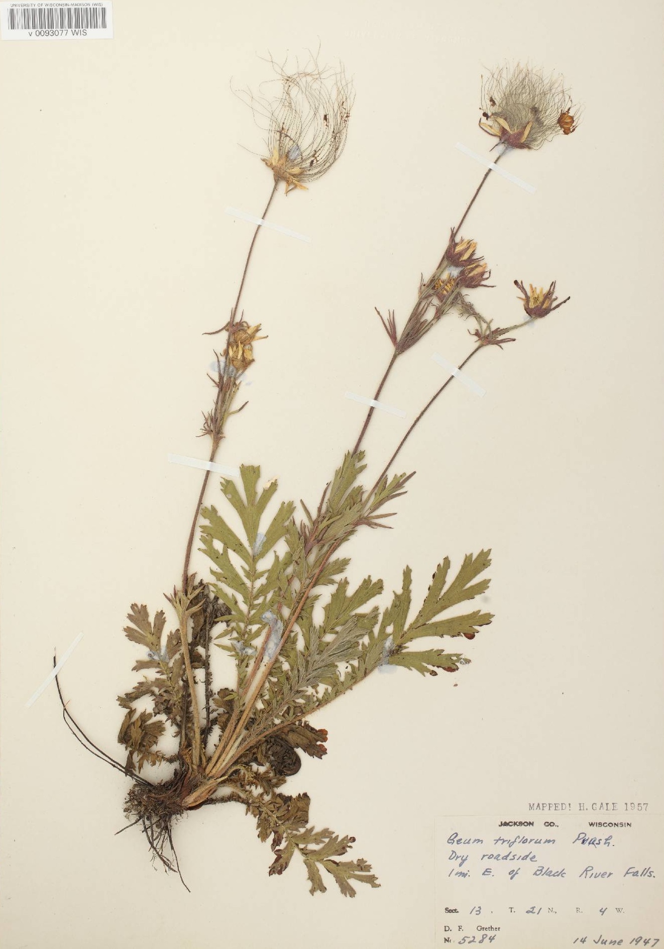 Prairie Smoke specimen collected on June 14, 1947 about a mile east of Black River Falls.