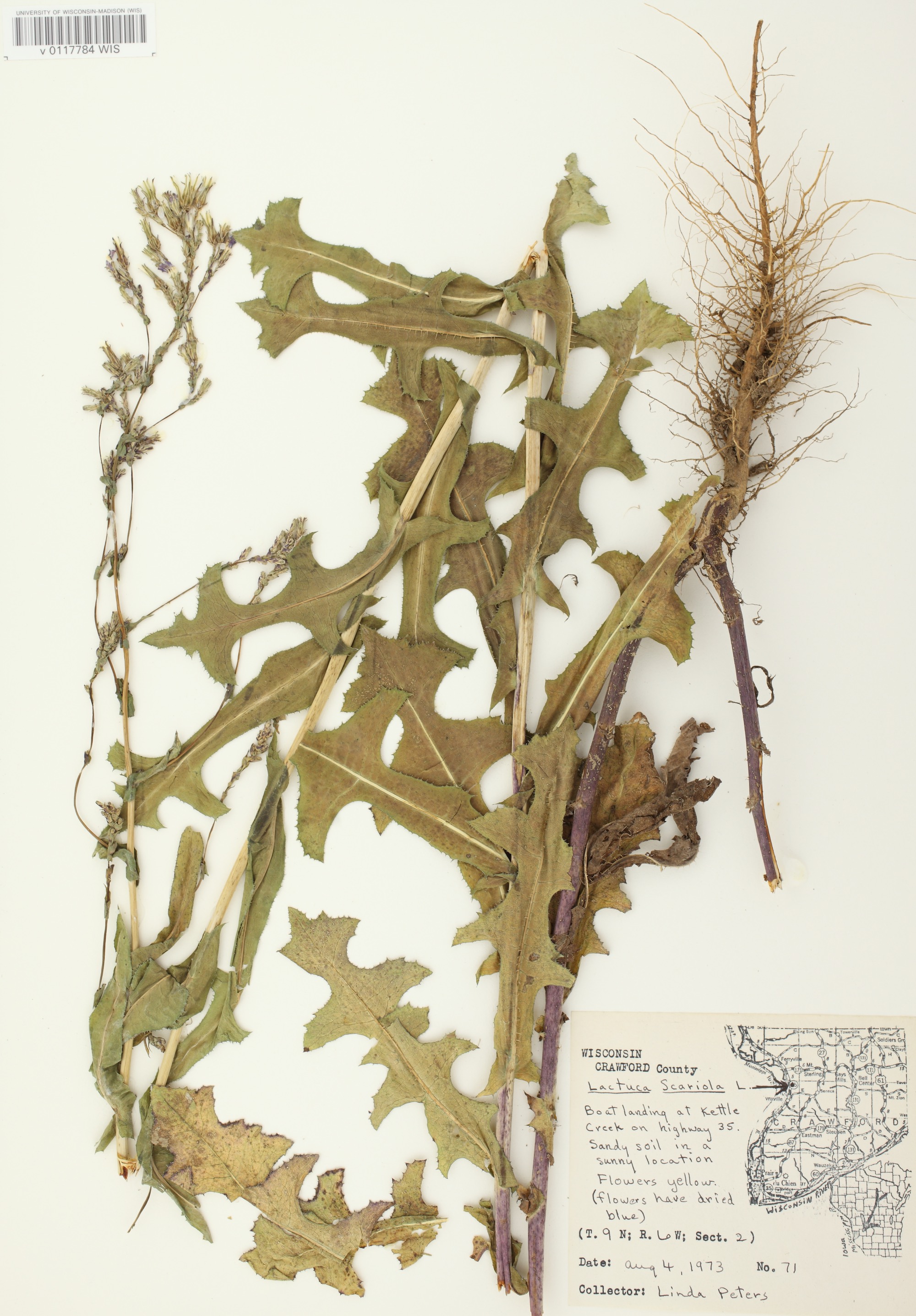 Prickly Lettuce specimen collected at boat landing at Kettle Creek on Highway 35 in Crawford County, Wisconsin on August 4, 1973.