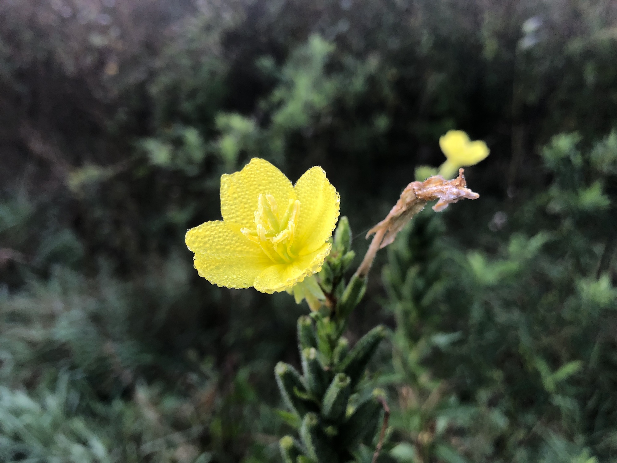 Evening Primrose along shore of the Retaining Pond on the corner of Nakoma Road and  Manitou Way on October 8, 2019.