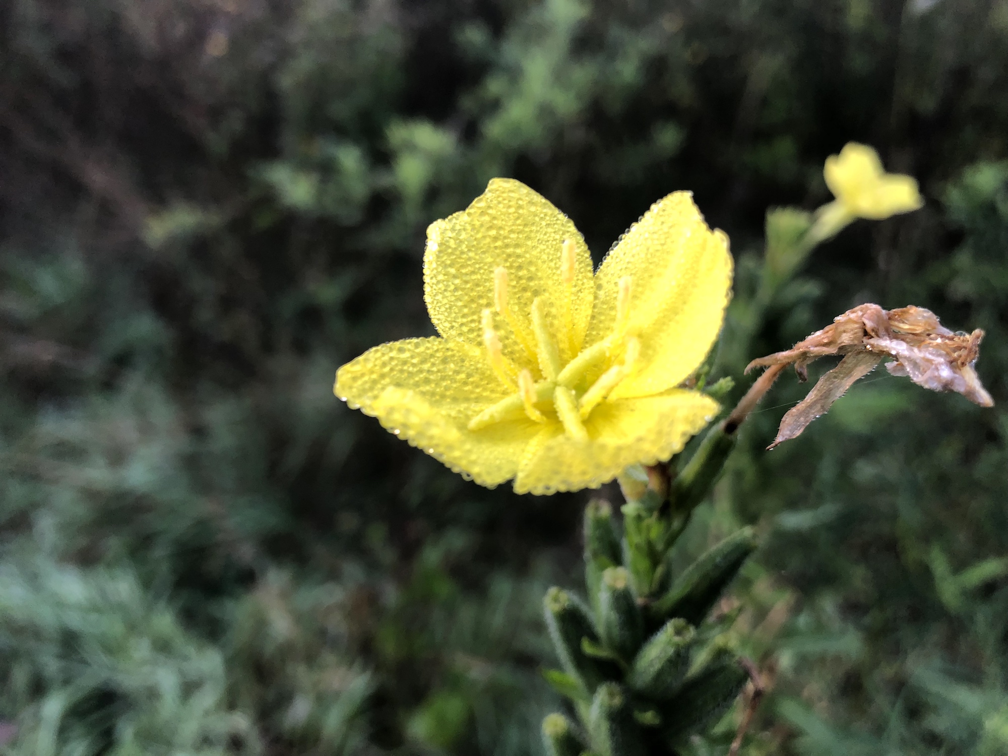 Evening Primrose along shore of the Retaining Pond on the corner of Nakoma Road and  Manitou Way on October 9, 2019.
