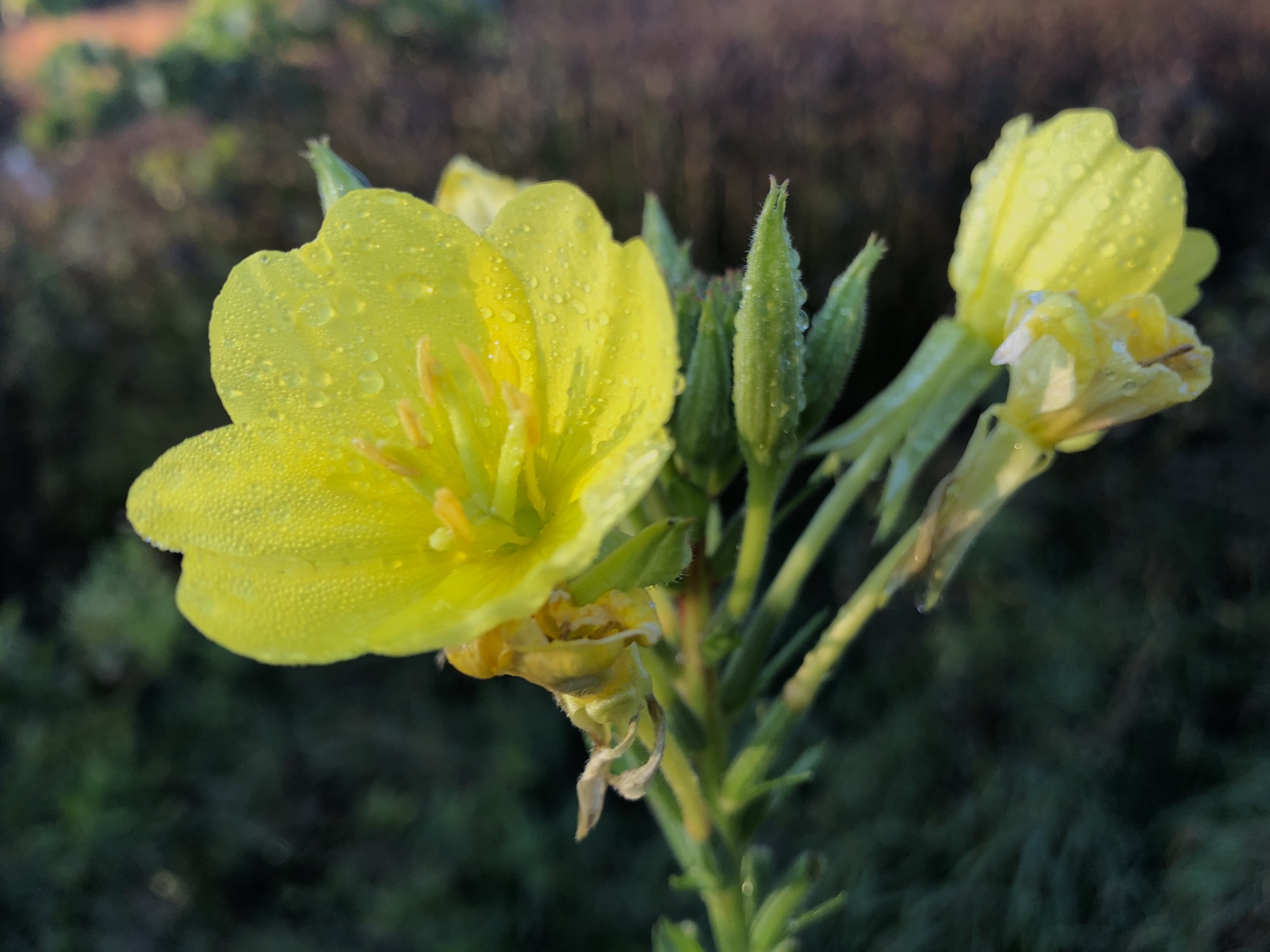 Evening Primrose along shore of the Retaining Pond on the corner of Nakoma Road and  Manitou Way on October 24, 2019.
