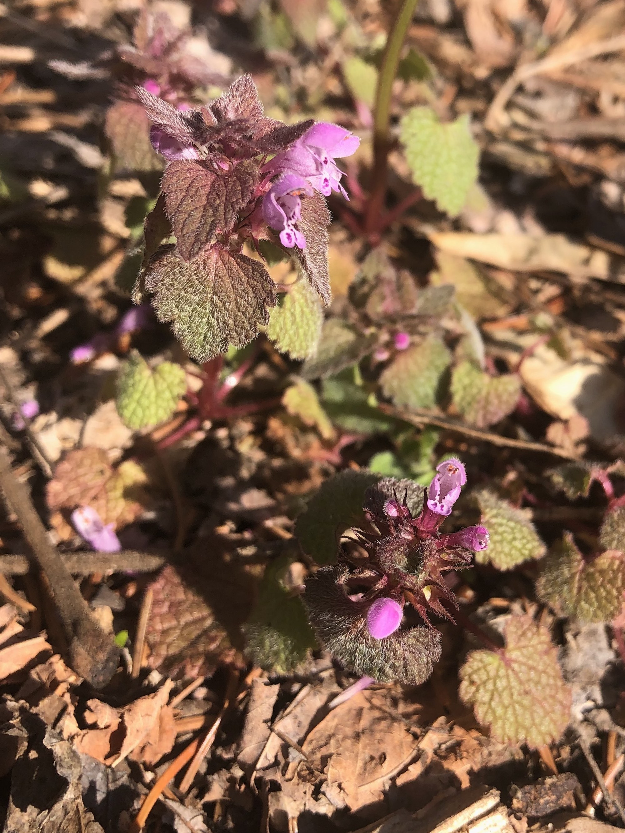 Purple Dead-Nettles in the E. Ray Stevens Pond and Aquatic Gardens area in the U.W. Arboretum in Madison, Wisconsin on April 17, 2021.