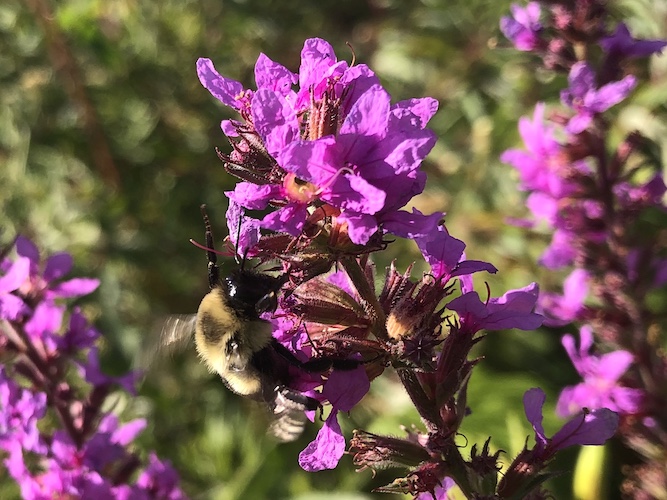 Bumblebee on Purple loosestrife on shore of Lake Wingra on August 21, 2020.