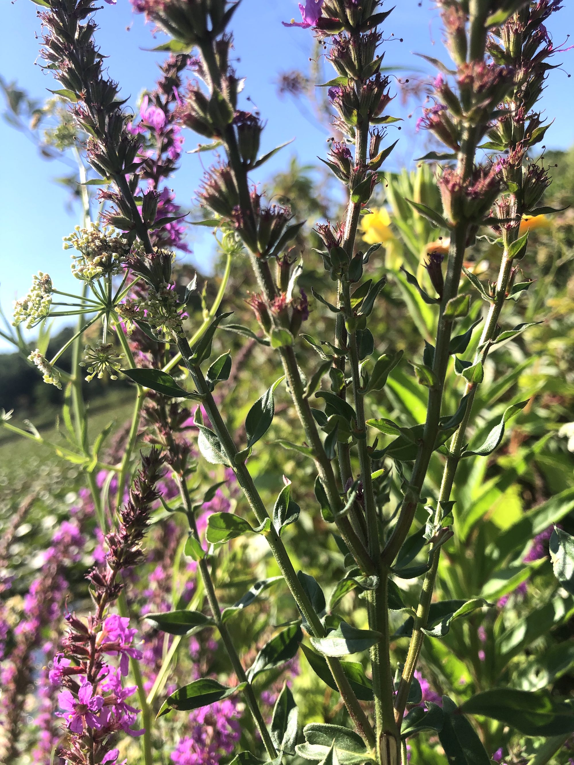 Leaves of Purple Loosestrife stalk and leaves along shore of Lake Wingra in Wingra Park on August 21, 2020.