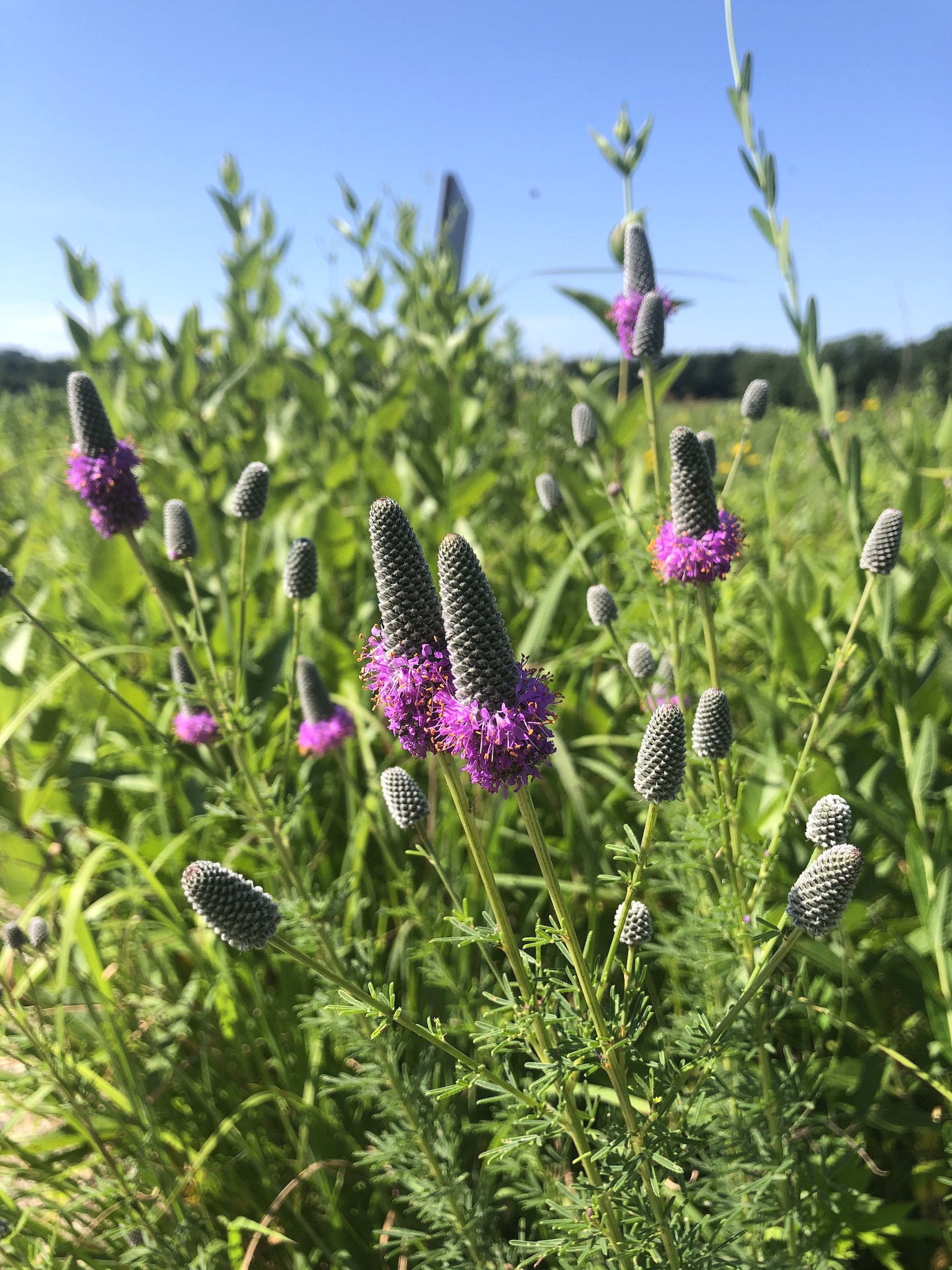 Purple Prairie Clover next to the UW Arboretum Visitors Center parking lot on July 4, 2020.