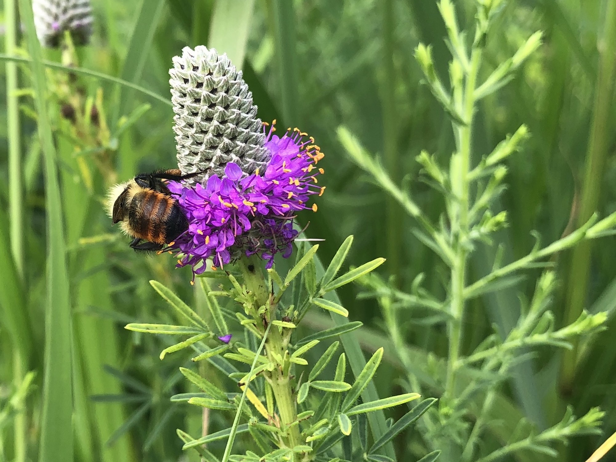 Bumblebee on Purple Prairie Clover in UW Arboretum in Madison, Wisconsin on July 5, 2021.
