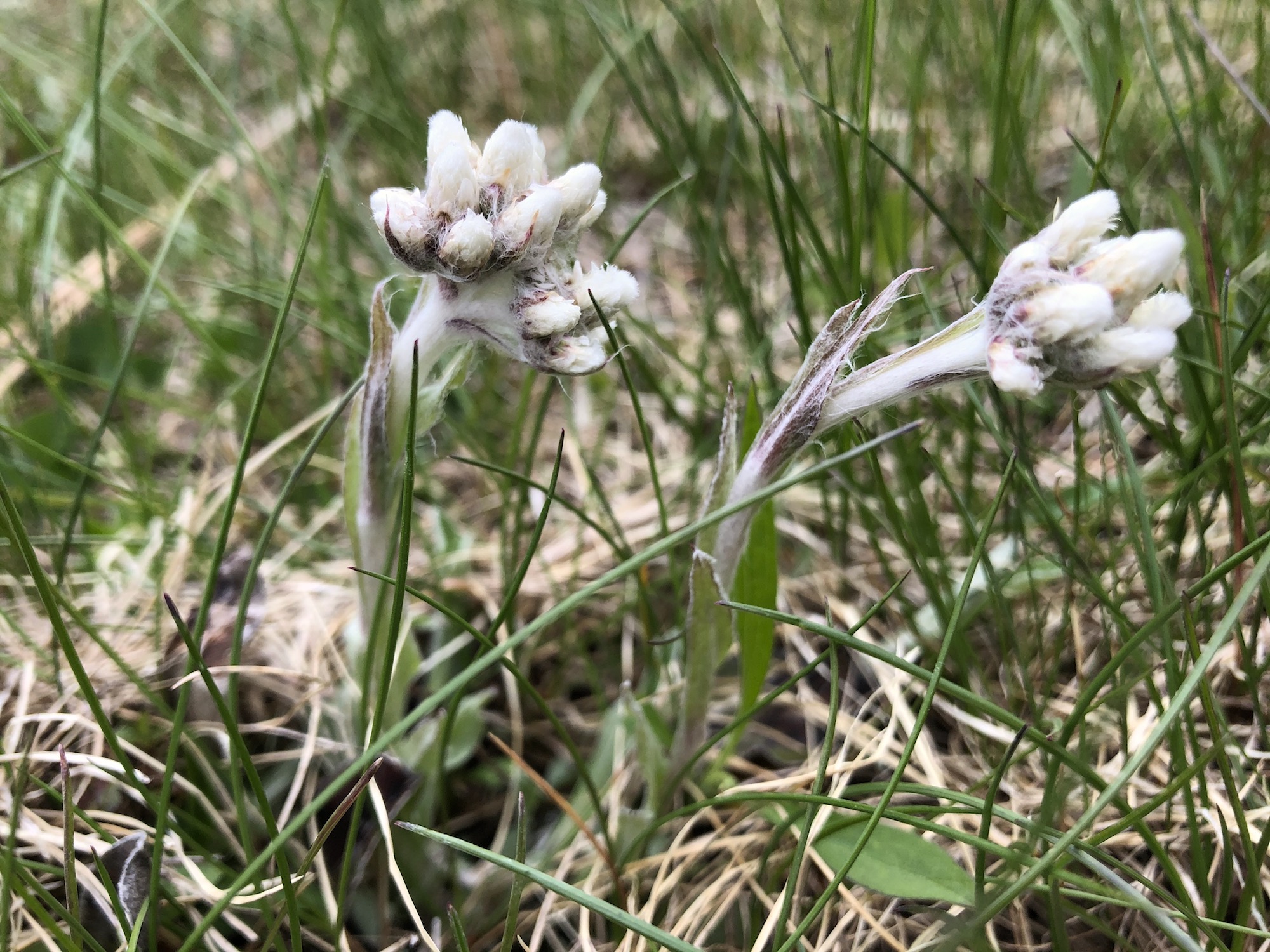 Pussytoes on Pasque Flower Hill near East Raymond Road Park in Madison, Wisconsin on April 20, 2021.
