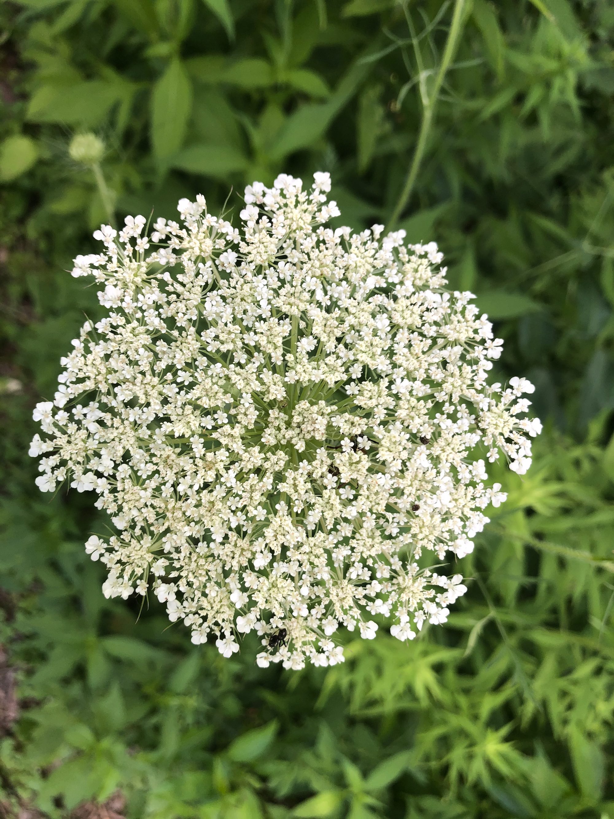Queen Anne's Lace on shore of Lake Wingra in Wingra Park in Madison, WI on June 6, 2020.