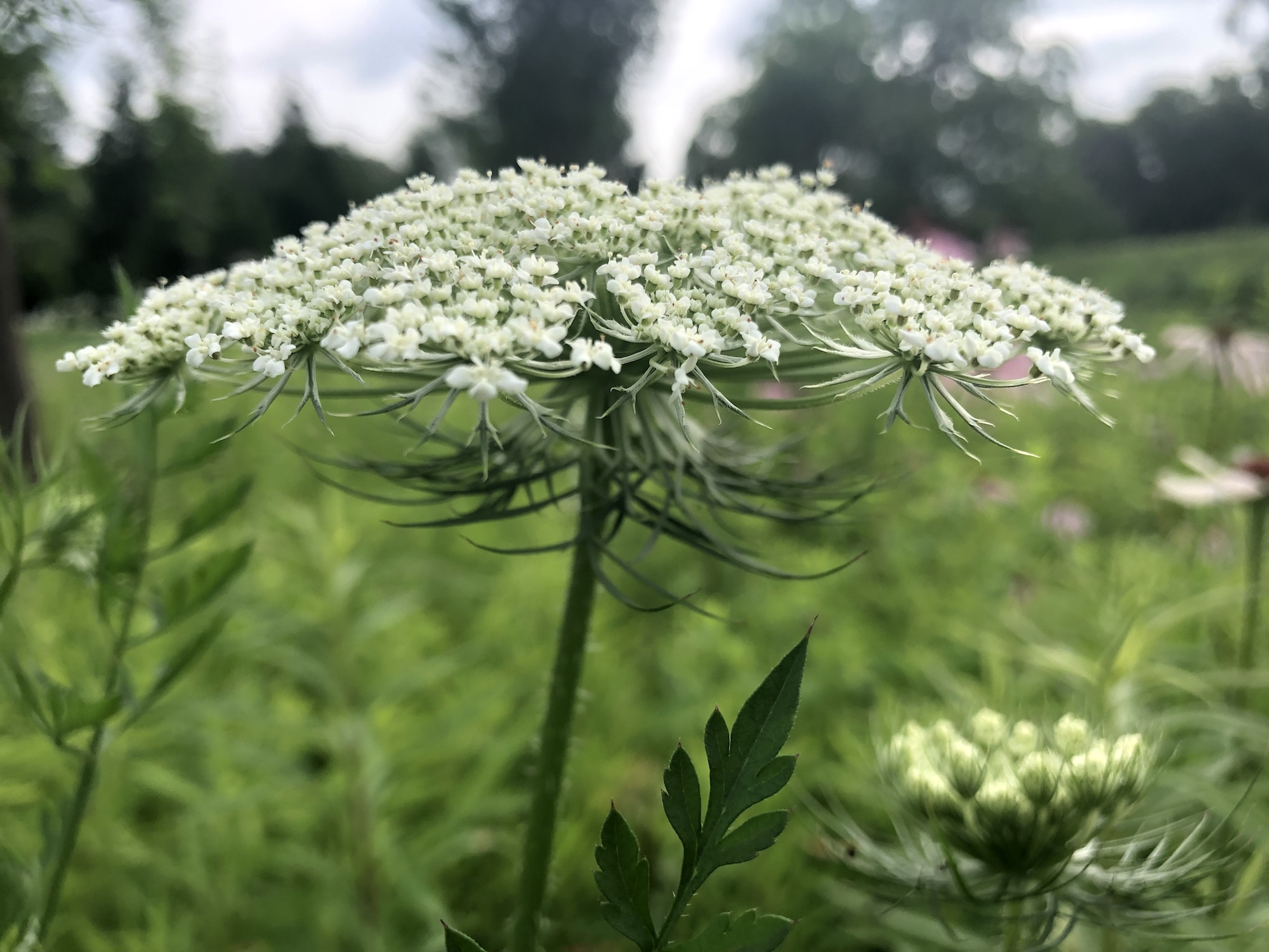 Queen Anne's Lace on bank of retaining pond on the corner of Nakoma Road and Manitou Way in Madison, WI on June 30, 2019.