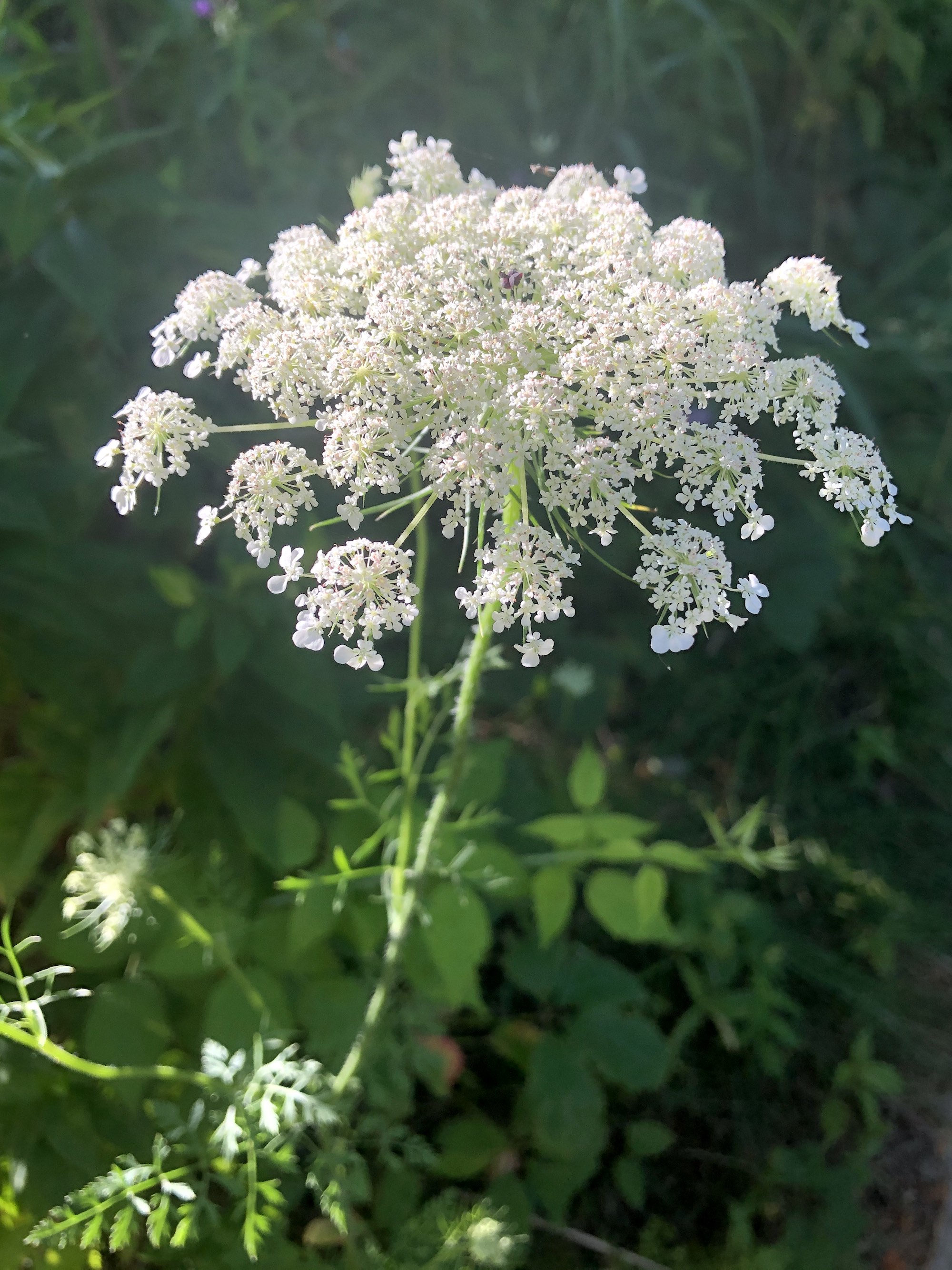 Queen Anne's Lace on bank of retaining pond on the corner of Nakoma Road and Manitou Way on July 17, 2020.