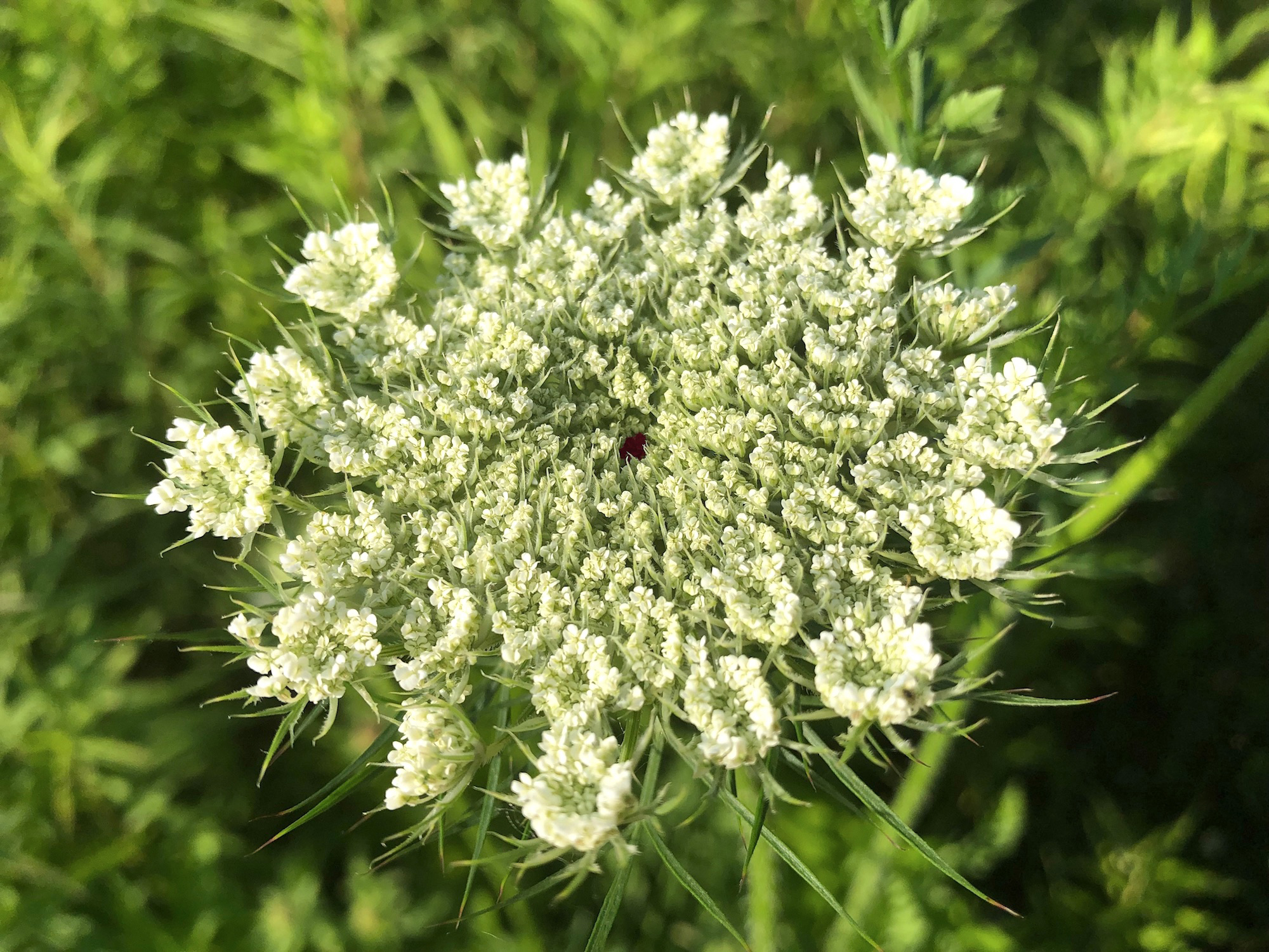 Queen Anne's Lace on bank of retaining pond on the corner of Nakoma Road and Manitou Way in Madison, WI on June 27, 2019.
