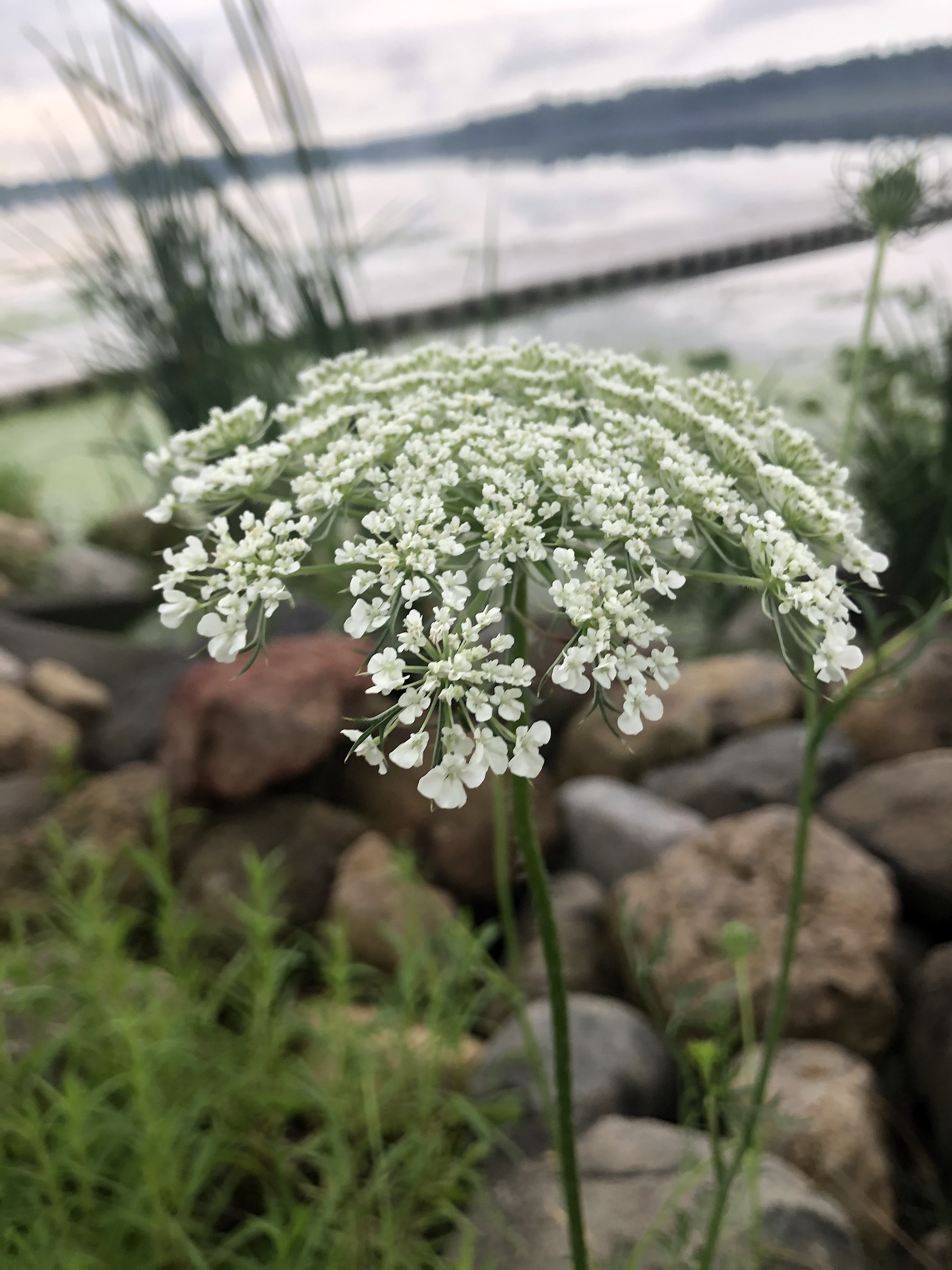 Queen Anne's Lace  on shore of Lake Wingra in Madison, WI on July 15, 2020.