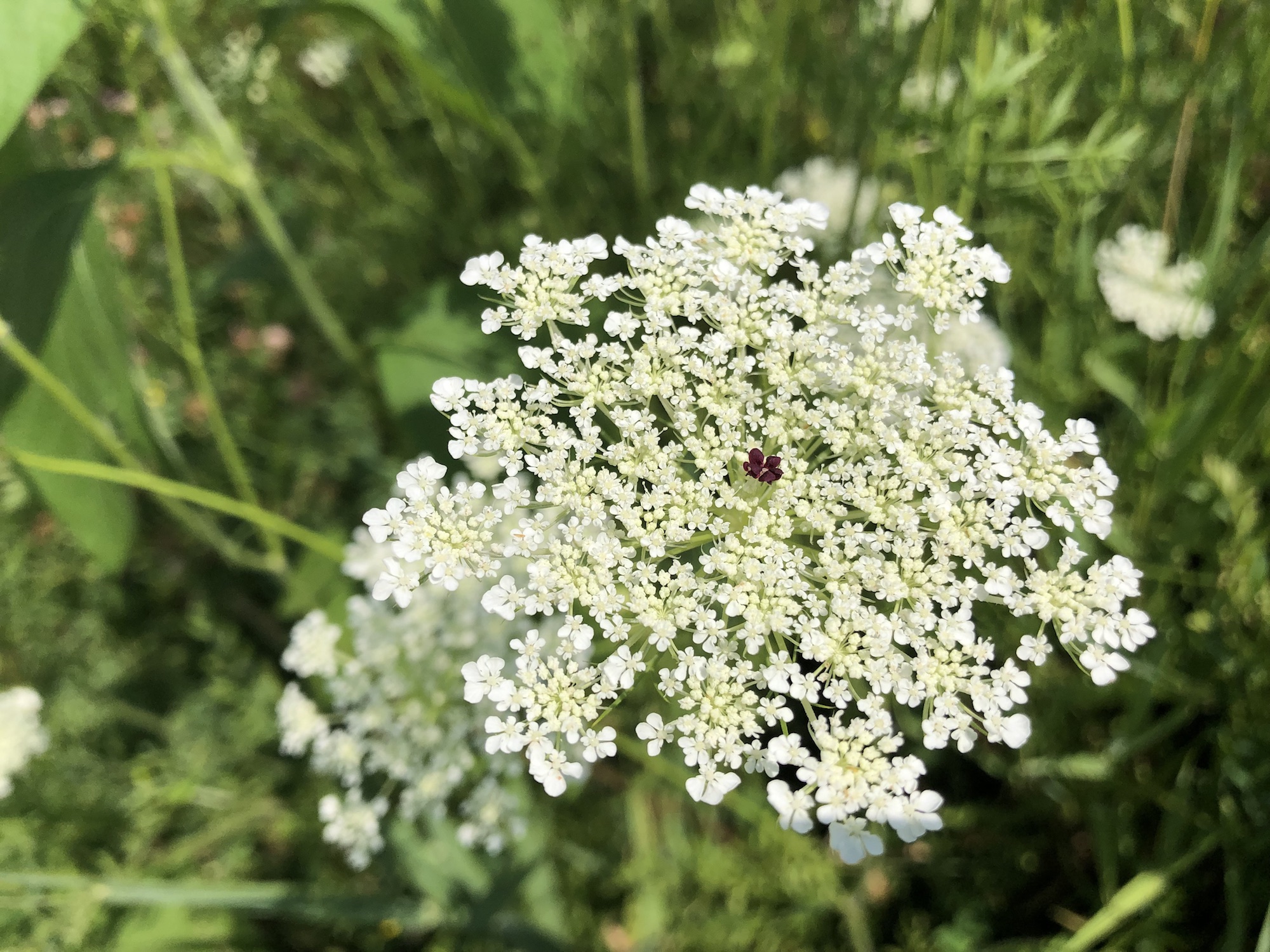 Queen Anne's Lace on bank of retaining pond on the corner of Nakoma Road and Manitou Way in Madison, WI on July 27, 2019.