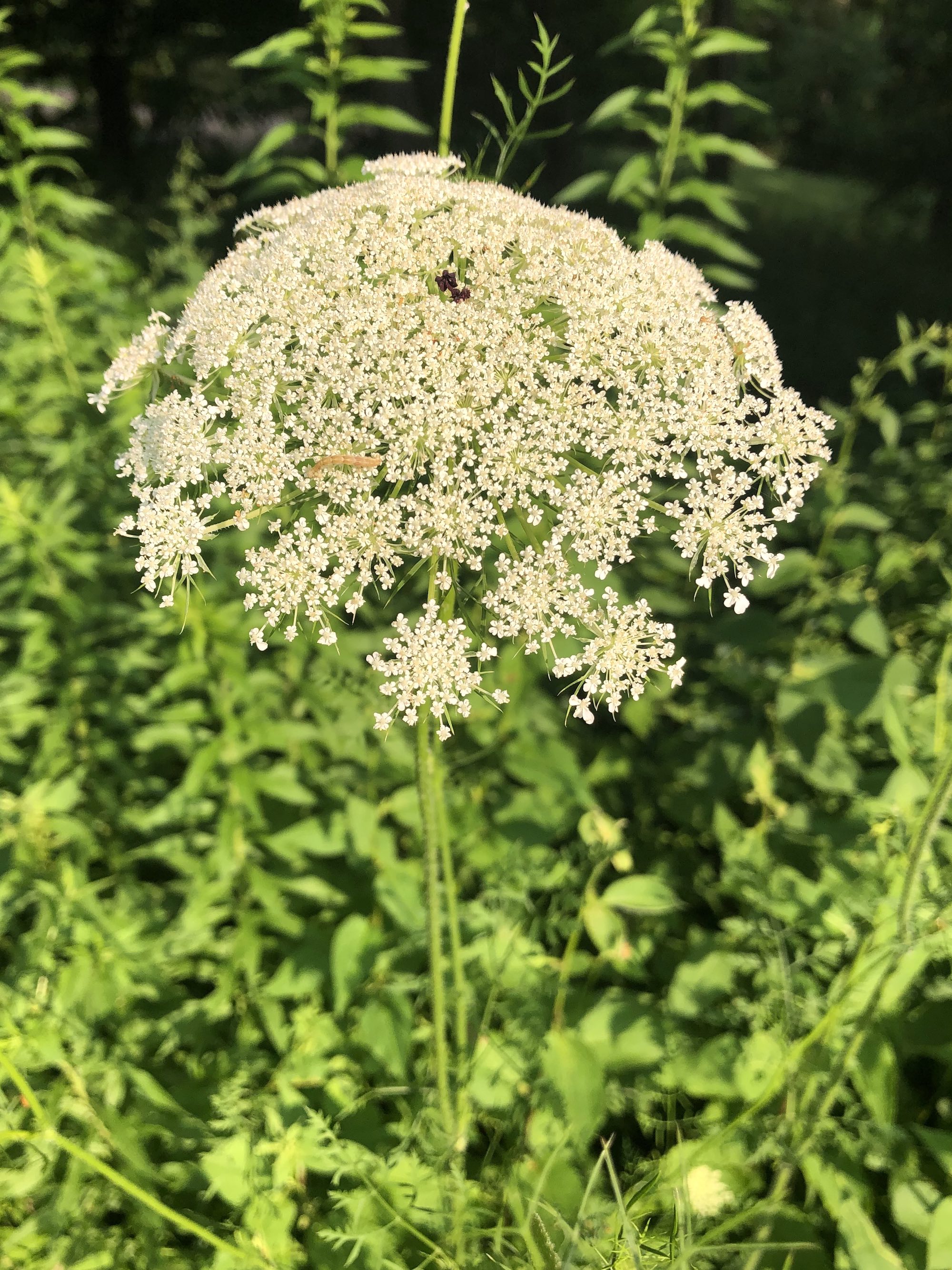 Queen Anne's Lace on bank of retaining pond on the corner of Nakoma Road and Manitou Way in Madison, WI on July 9, 2020.