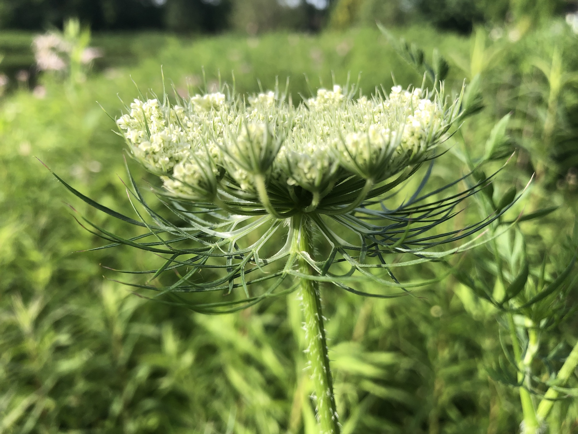 Queen Anne's Lace on bank of retaining pond on the corner of Nakoma Road and Manitou Way in Madison, WI on June 26, 2019.