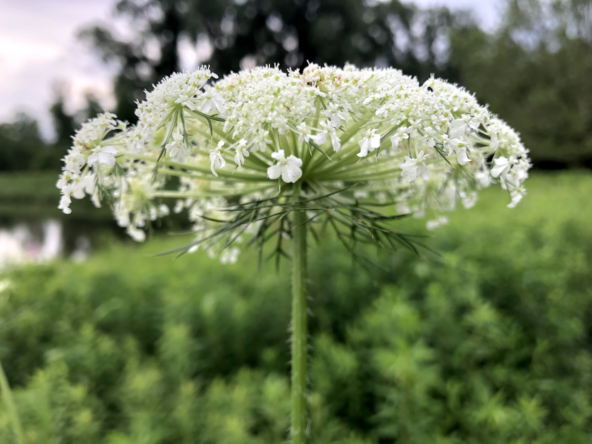 Queen Anne's Lace on bank of retaining pond on the corner of Nakoma Road and Manitou Way in Madison, WI on July 1, 2019.