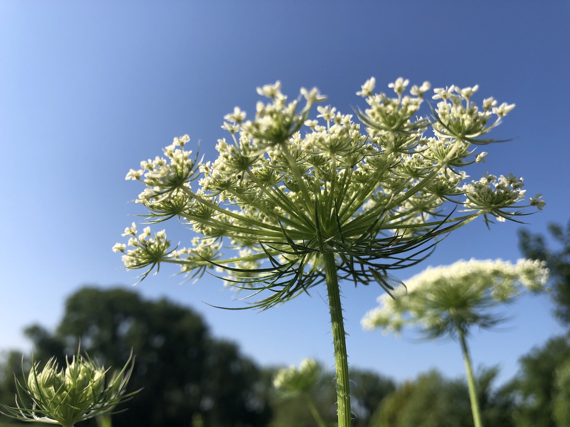 Queen Anne's Lace on bank of retaining pond on the corner of Nakoma Road and Manitou Way in Madison, WI on July 7, 2019.