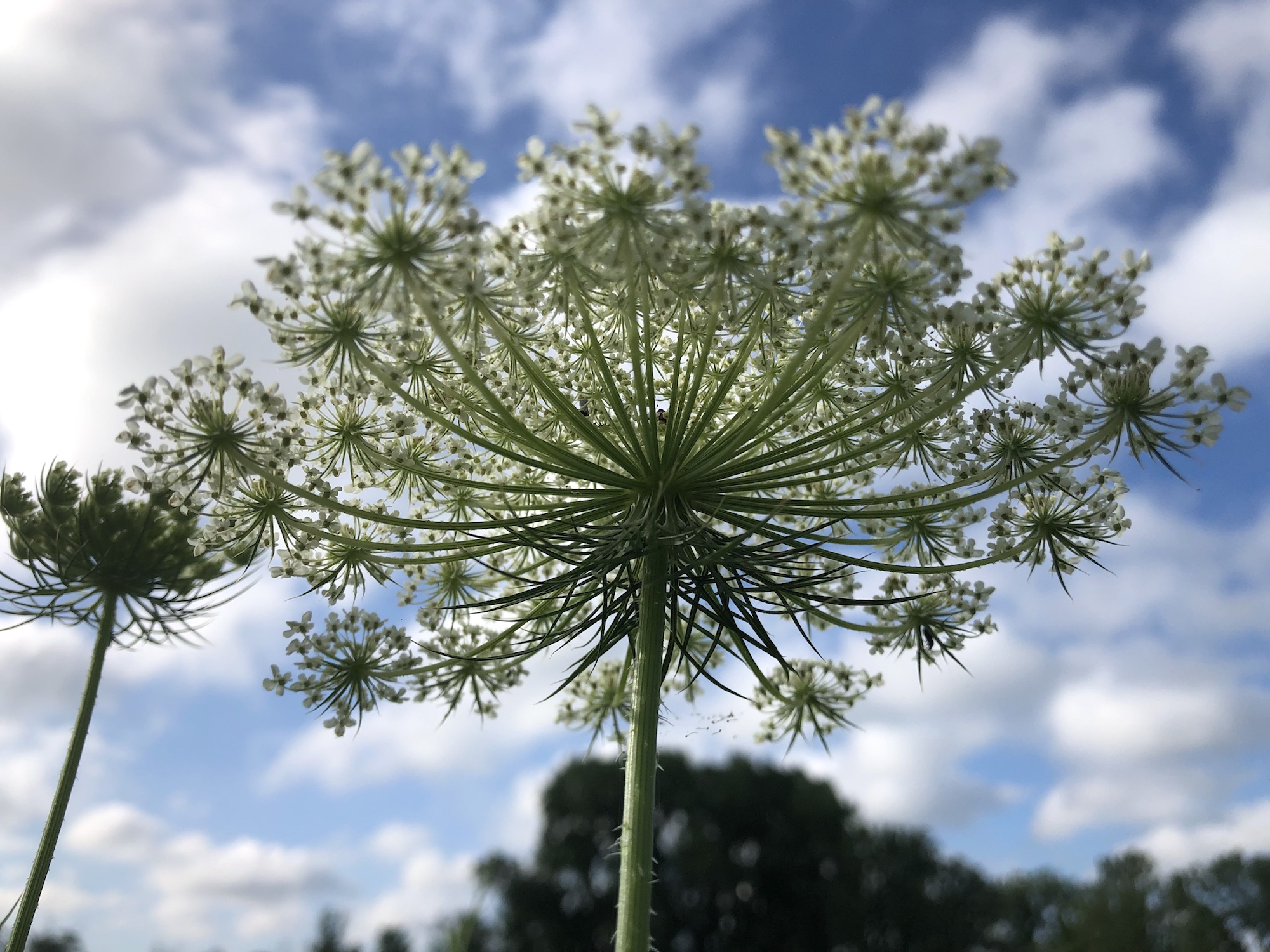 Queen Anne's Lace on bank of retaining pond on the corner of Nakoma Road and Manitou Way in Madison, WI on July 11, 2019.