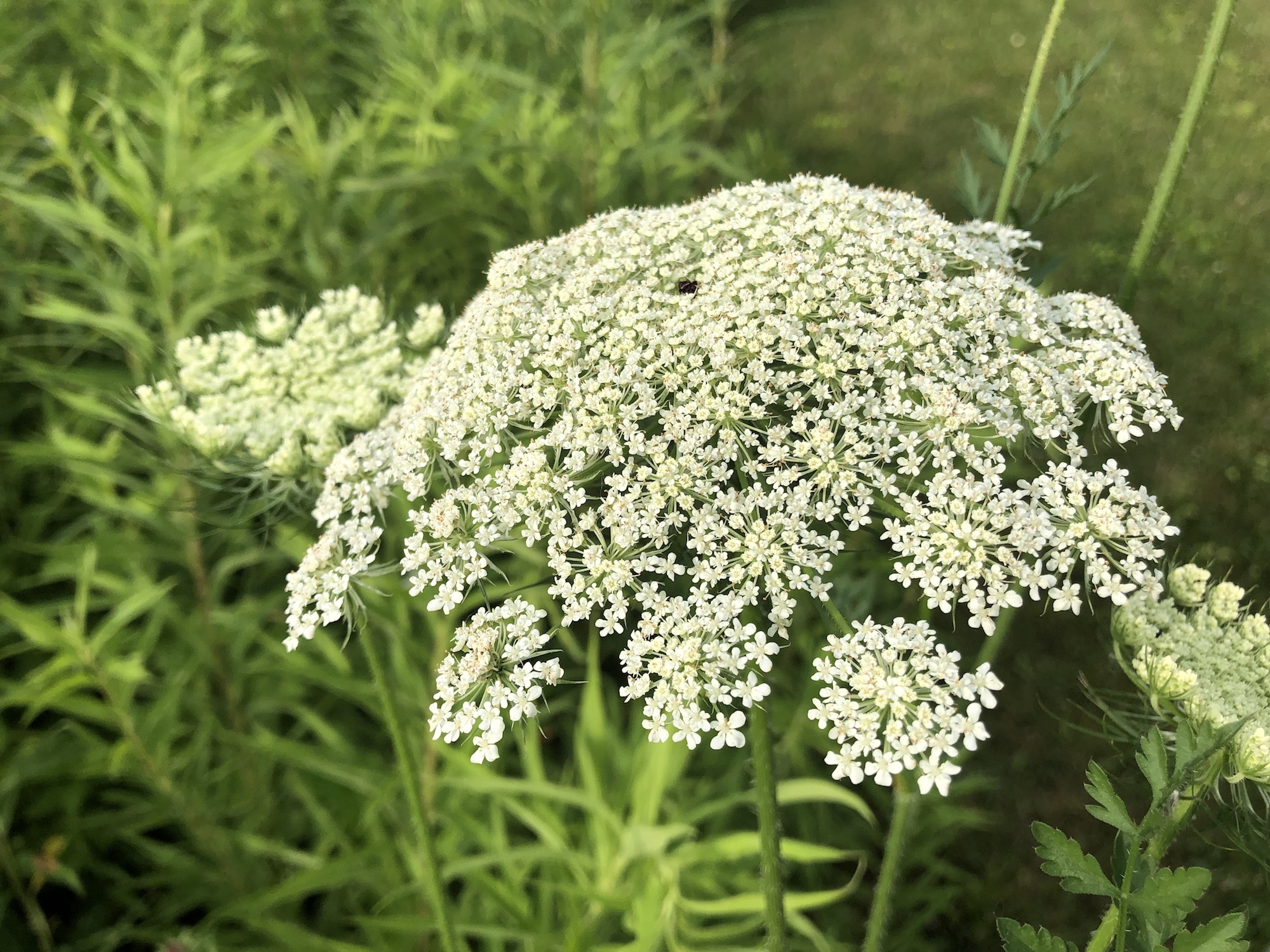 Queen Anne's Lace on bank of retaining pond on the corner of Nakoma Road and Manitou Way in Madison, WI on July 3, 2019.