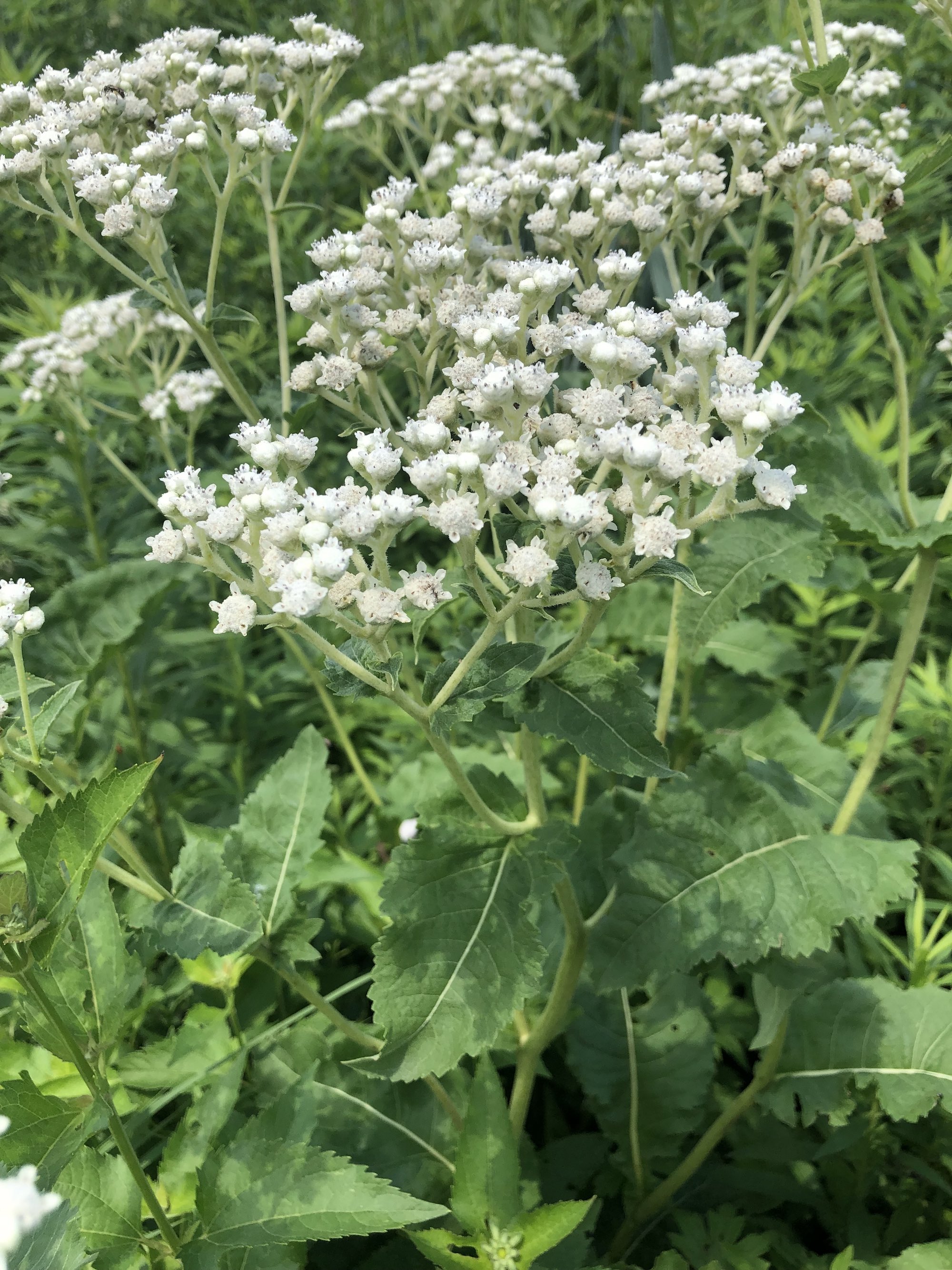 Wild Quinine in UW Arbortetum Native Gardens in Madison, Wisconsin on June 30, 2021.