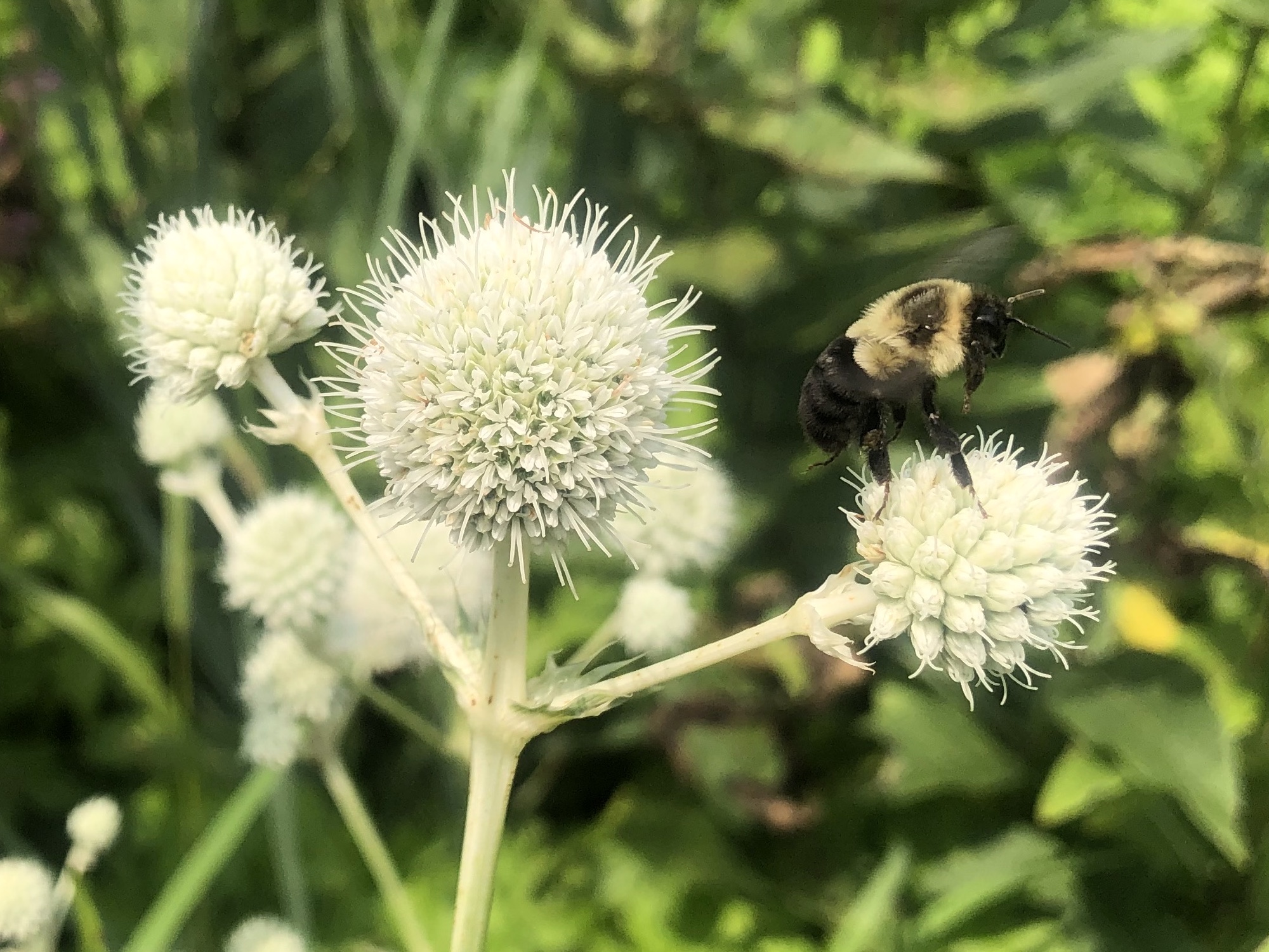Bumblebee on Rattlesnake Master near UW Arboretum Visitor Center in Madison, Wisconsin on July 22, 2021.