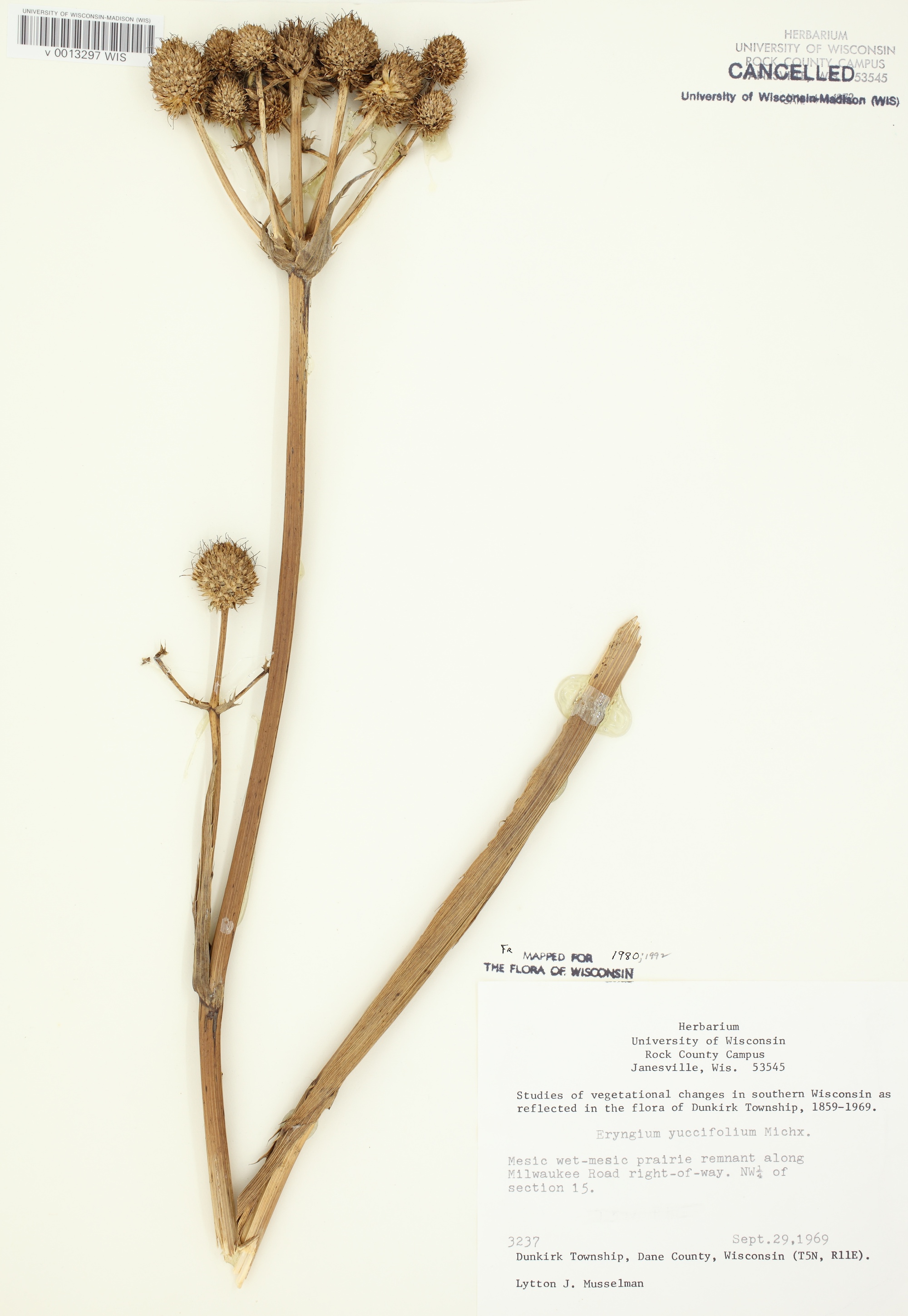 Rattlesnake Master (Eryngium yuccifolium) specimen collected in Dane County (Dunkirk Township) on Spetember 29, 1969.