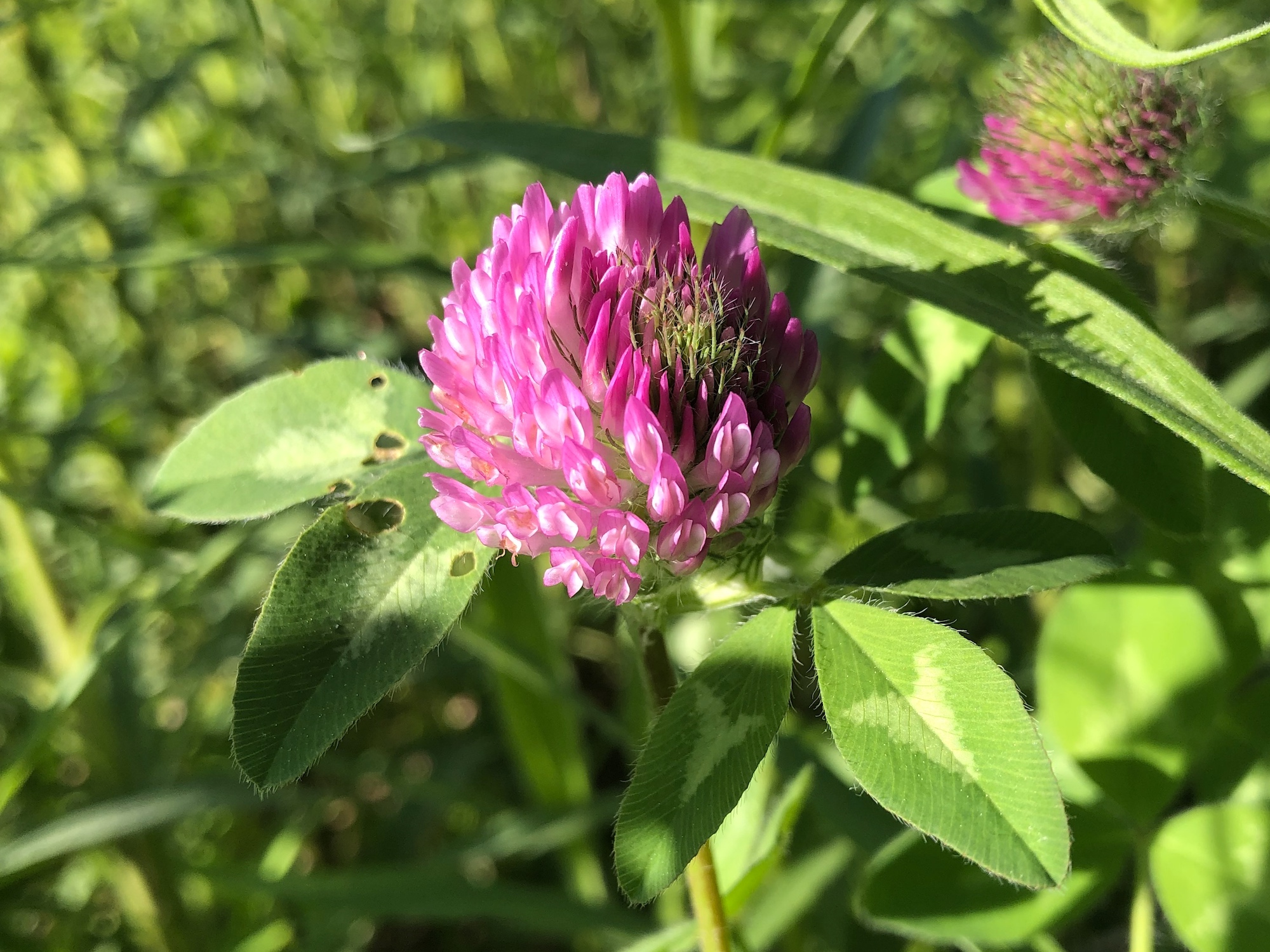Red Clover on bank of retaining pond at the corner of Manitou Way and Nakoma Road in Madison, Wisconsinon May 30, 2020.