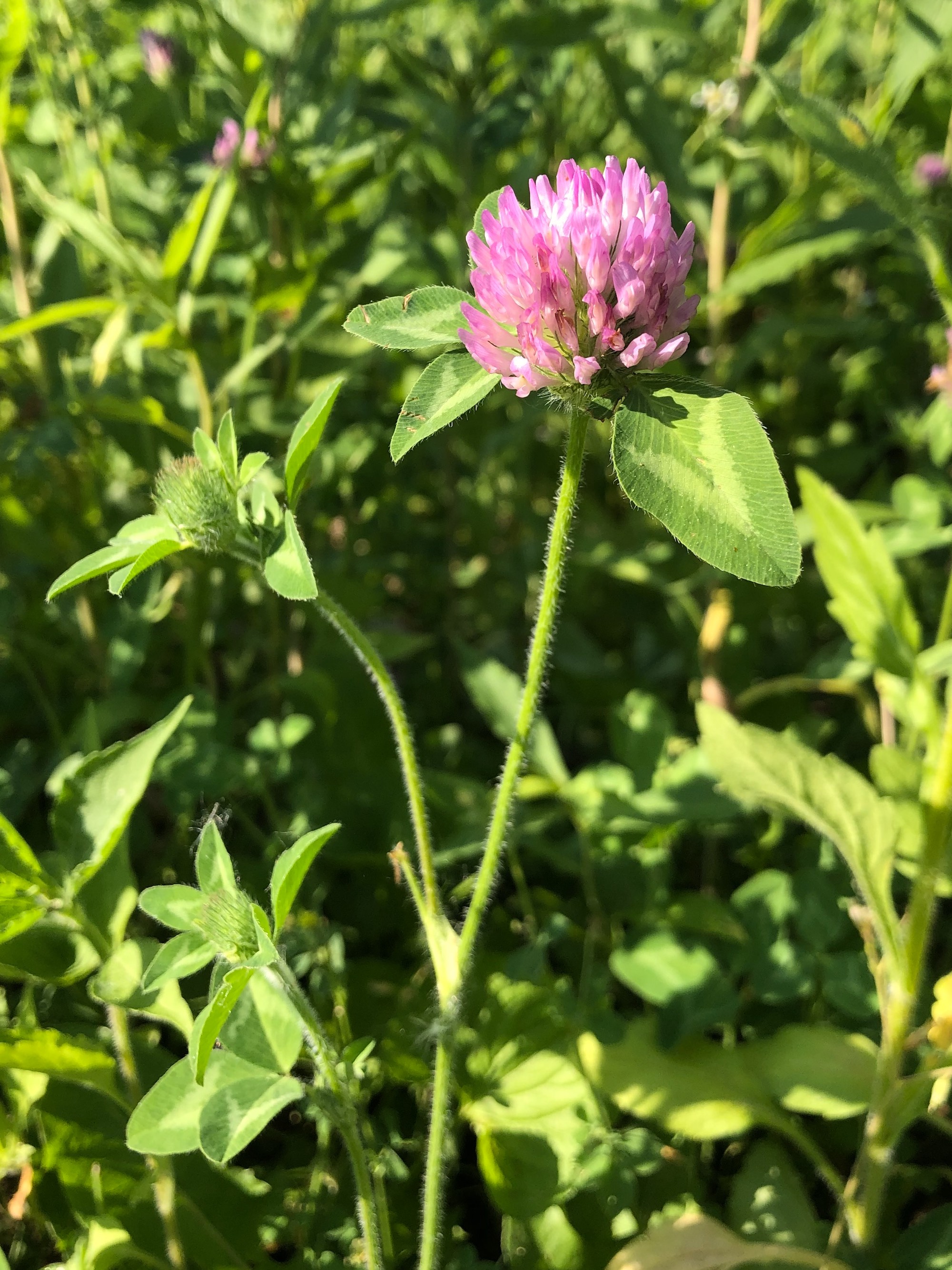 Red Clover in Marion Dunn Prairie in Madison, Wisconsin on June 12, 2021.