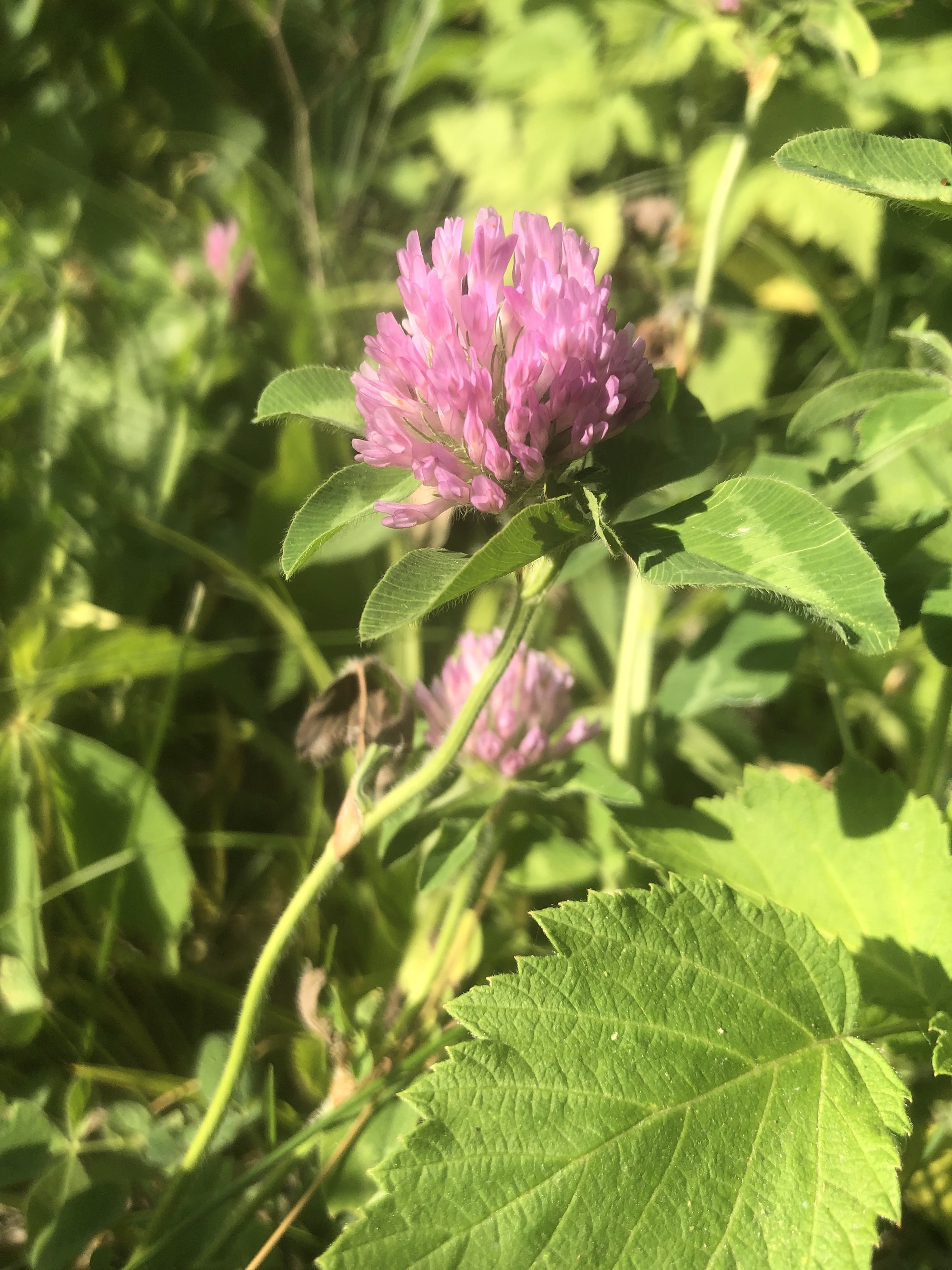 Red Clover in Marion Dunn Prairie in Madison, Wisconsin on June 15, 2021.