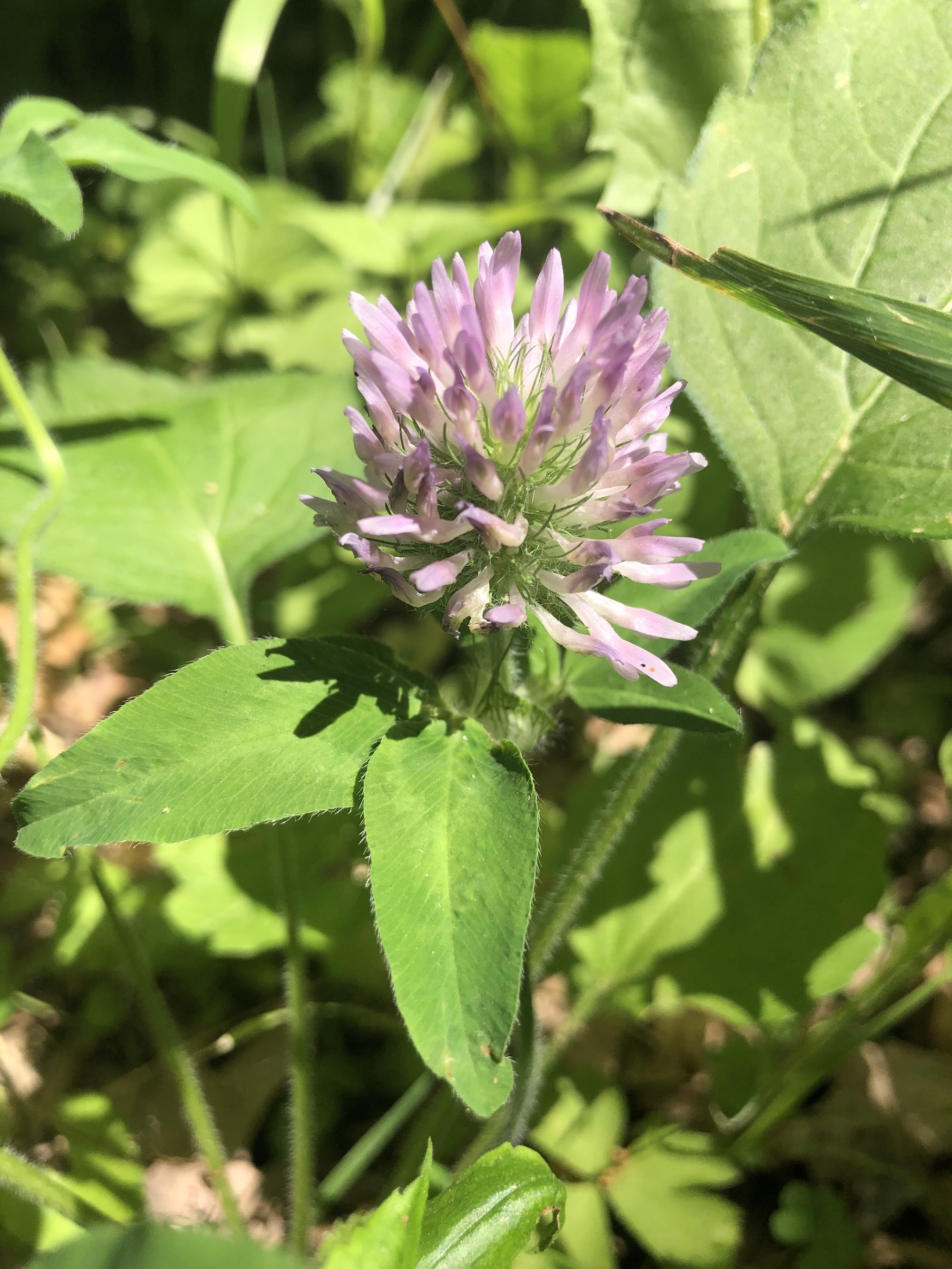 Red Clover in Nakoma Park in Madison, Wisconsin on June 17, 2021.