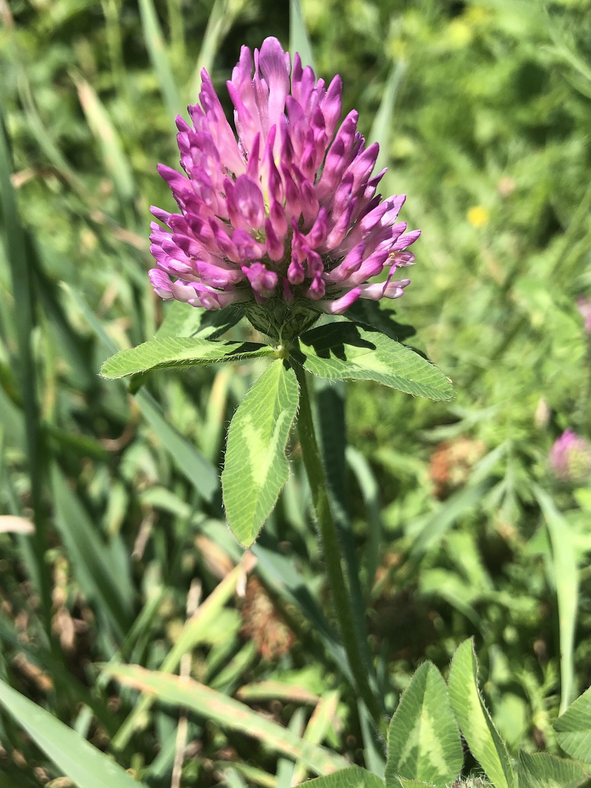 Red Clover on shore of Lake Wingra in Madison, Wisconsin on July 12, 2020.