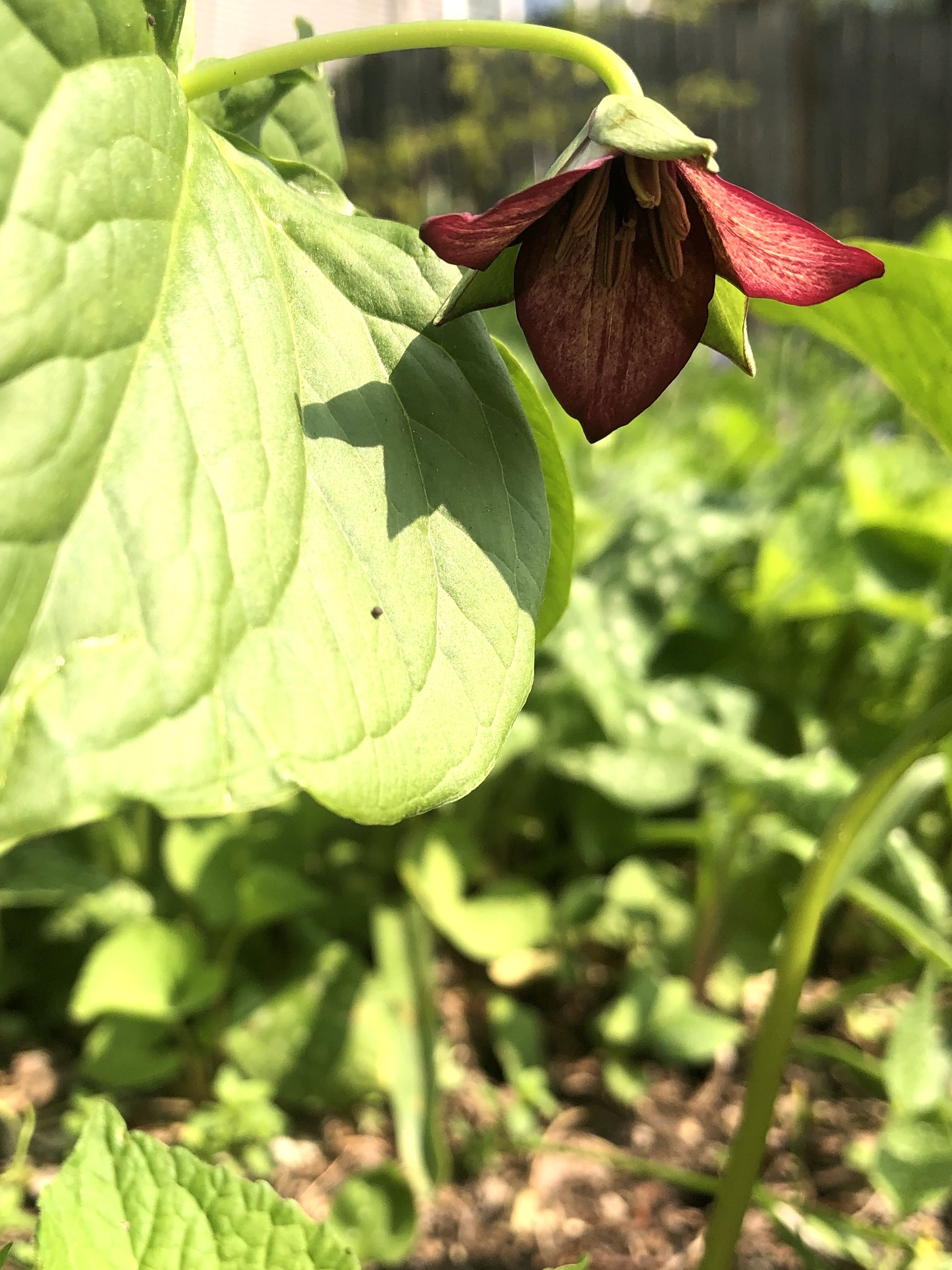 Red Trillium in Nakoma garden in Madison, Wisconsin on May 12, 2022.