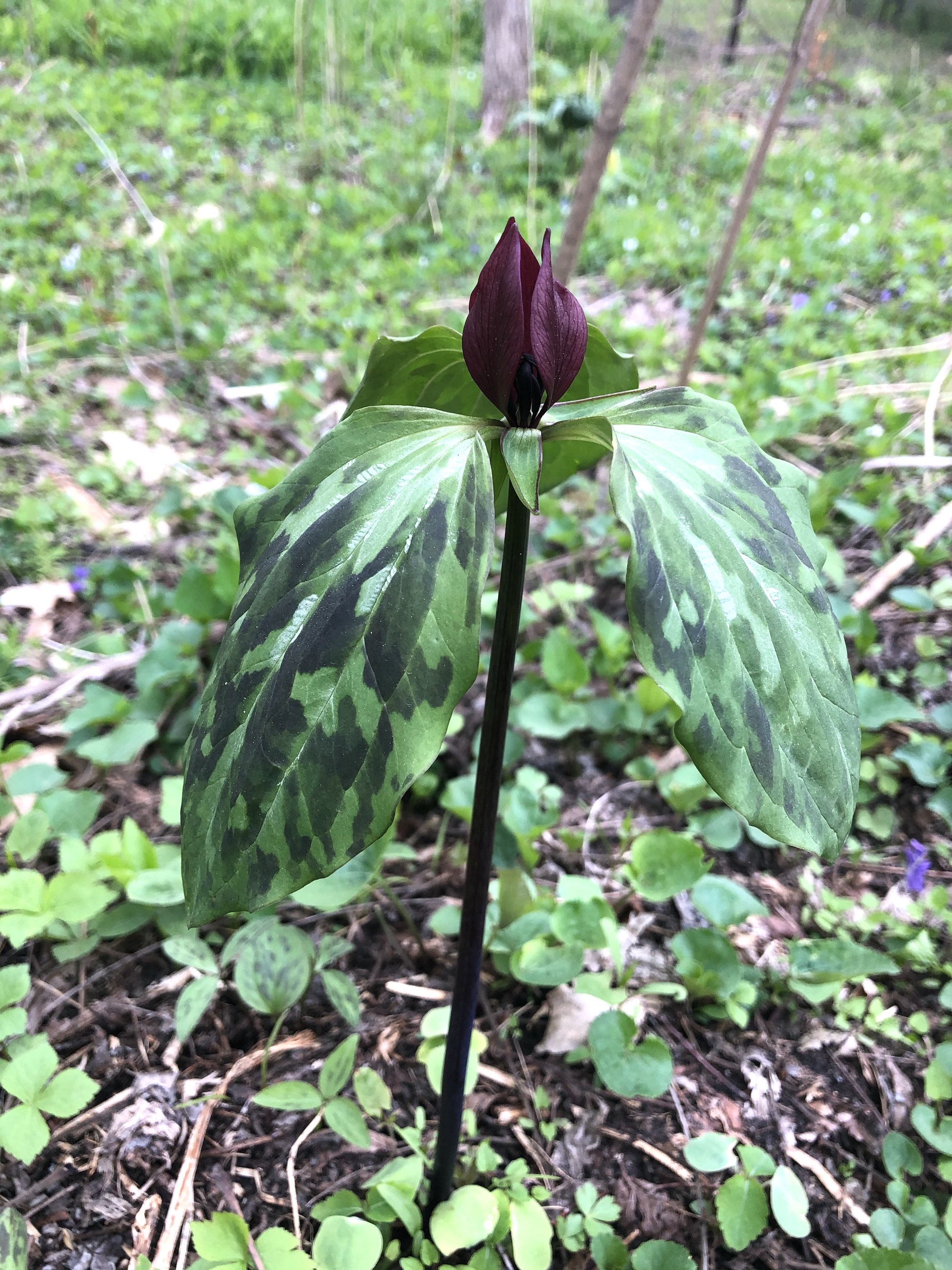 Trillium off of bike path between Marion Dunn and Duck Pond on April 29, 2021.