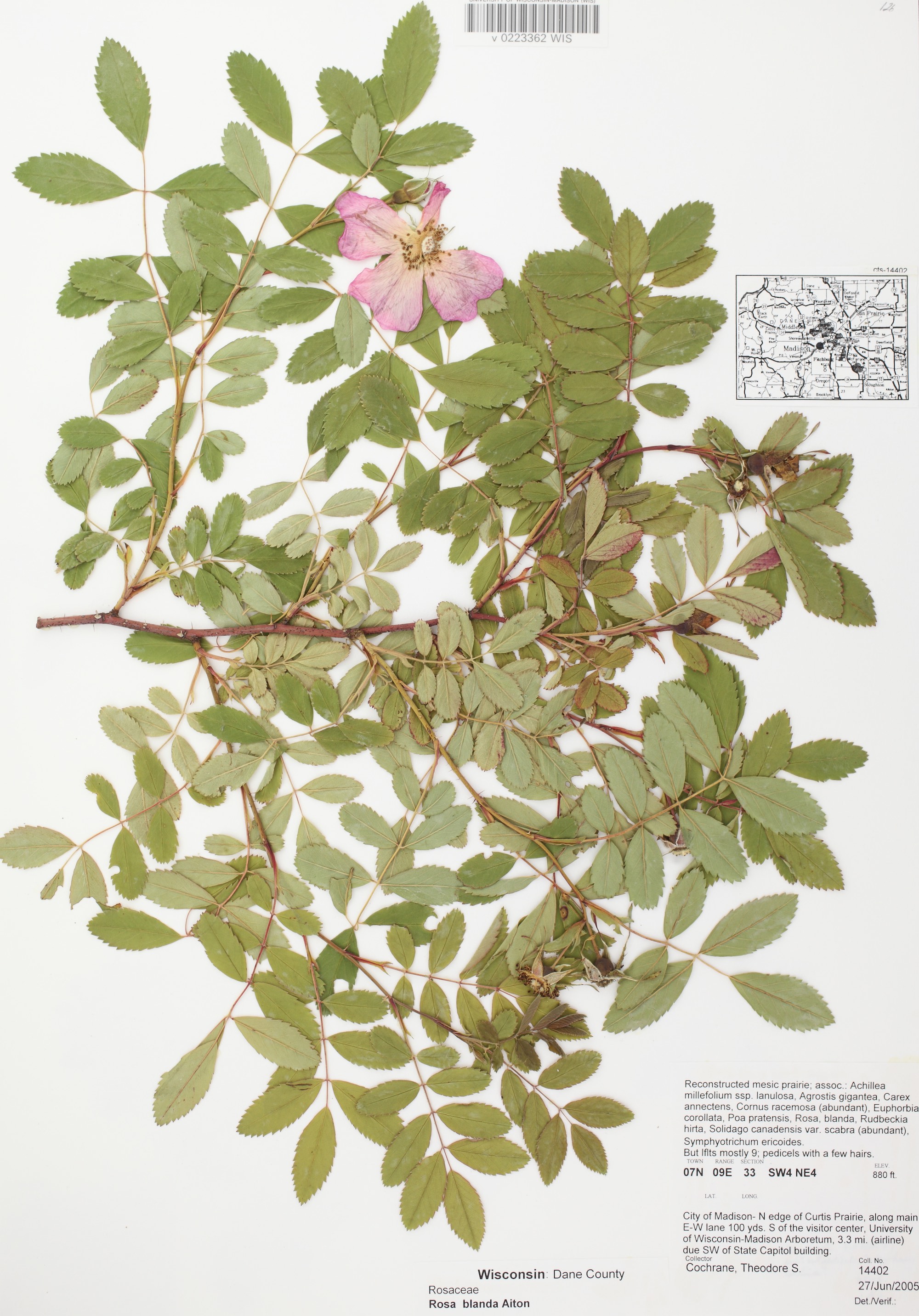 Prairie Rose (Rosa blanda) specimen collected in UW Arboretum's Curtis Prairie in Madison, Wisconsin on June 27, 2005.