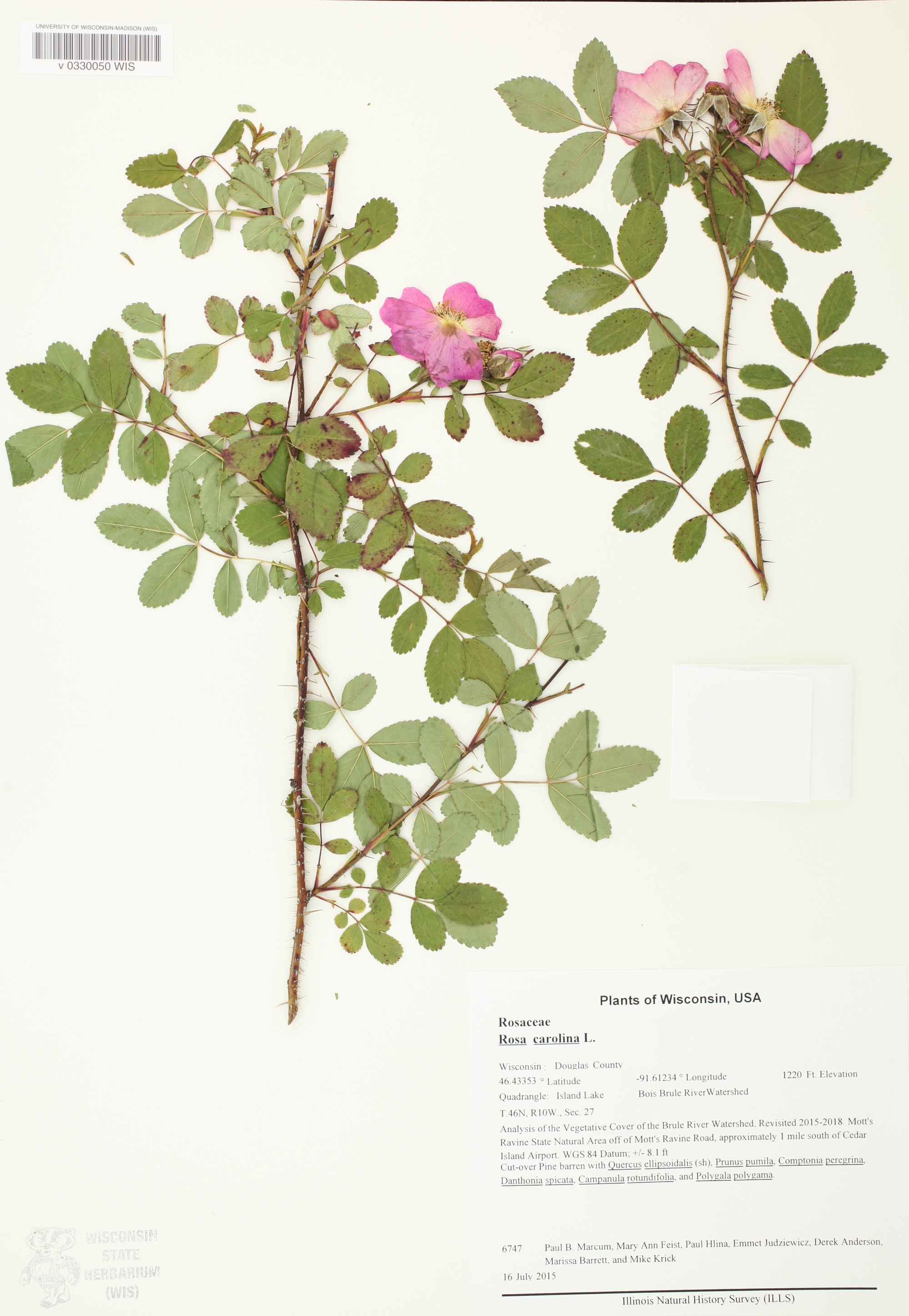Prairie Rose (Rosa carolina) specimen collected in Douglas County in Brule River Watershed on July 16, 2015.