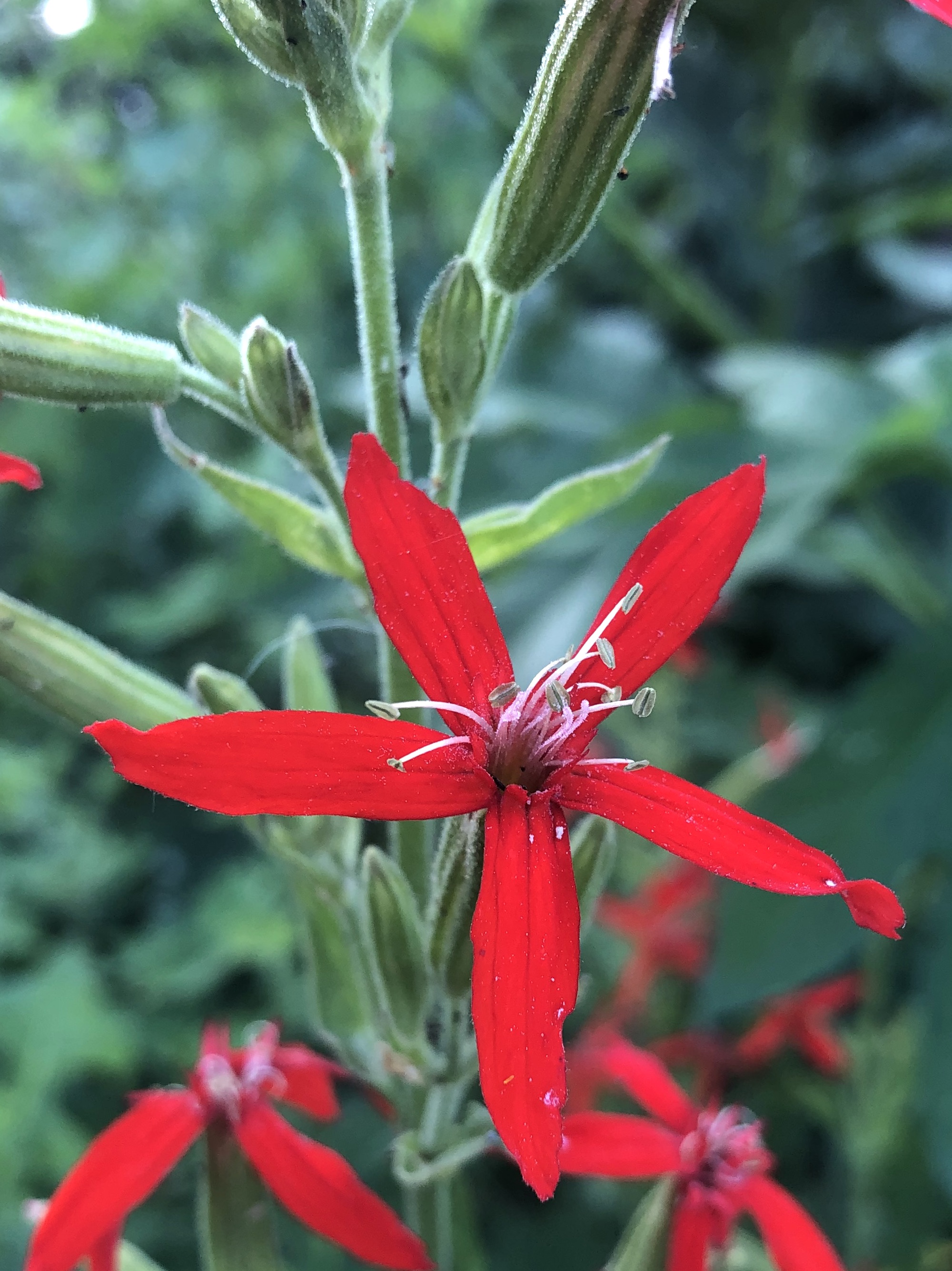 Royal Catchfly in wildflower garden along bike path at Glenway Street in Madison, Wisconsin on July 19, 2022.