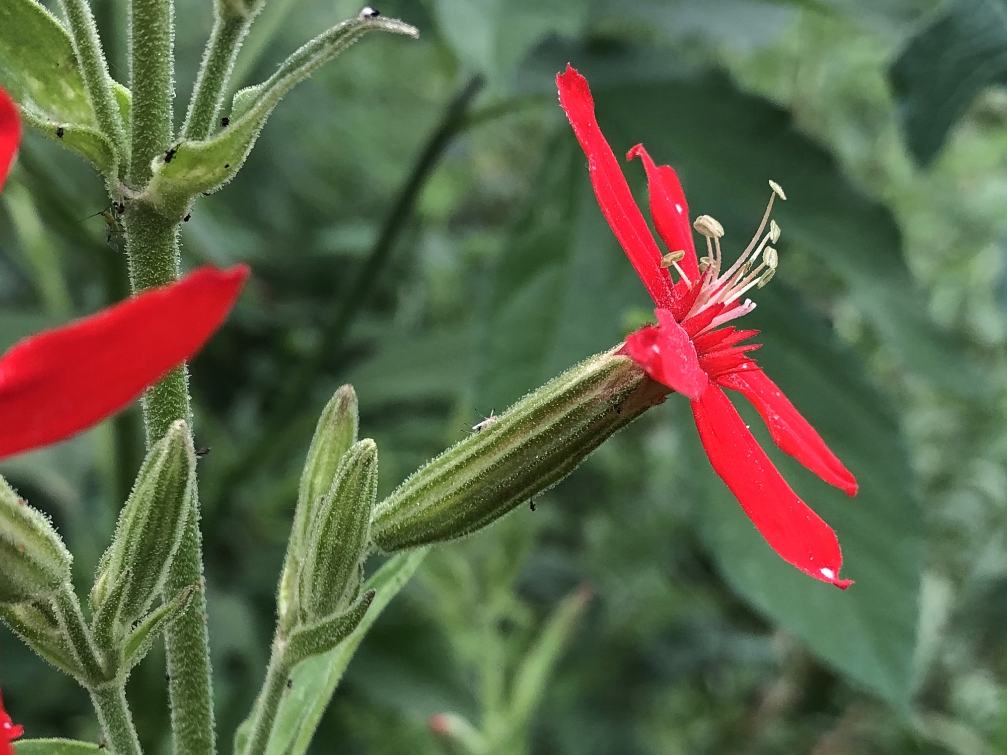 Royal Catchfly in wildflower garden along bike path at Glenway Street intersection in Madison, Wisconsin on July 19, 2022.