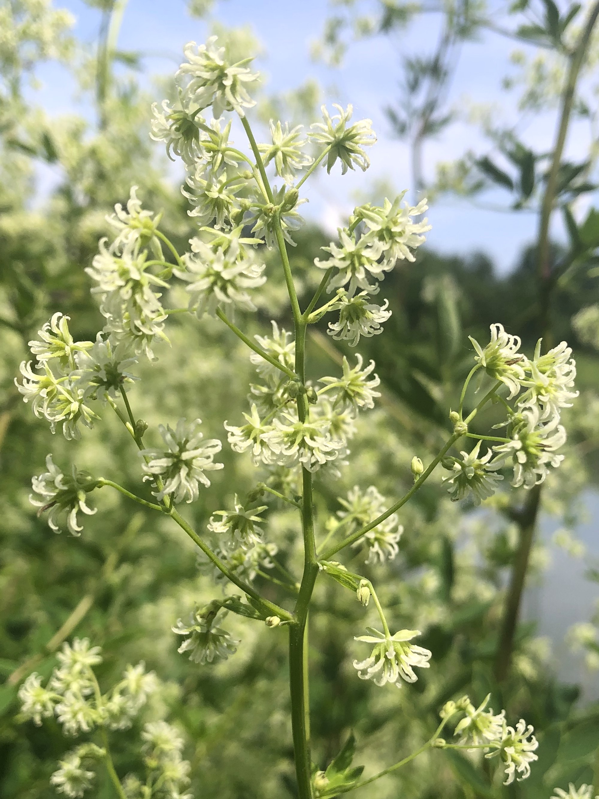 Tall Meadow-rue on shore of Retaining Pond on July 1, 2020.