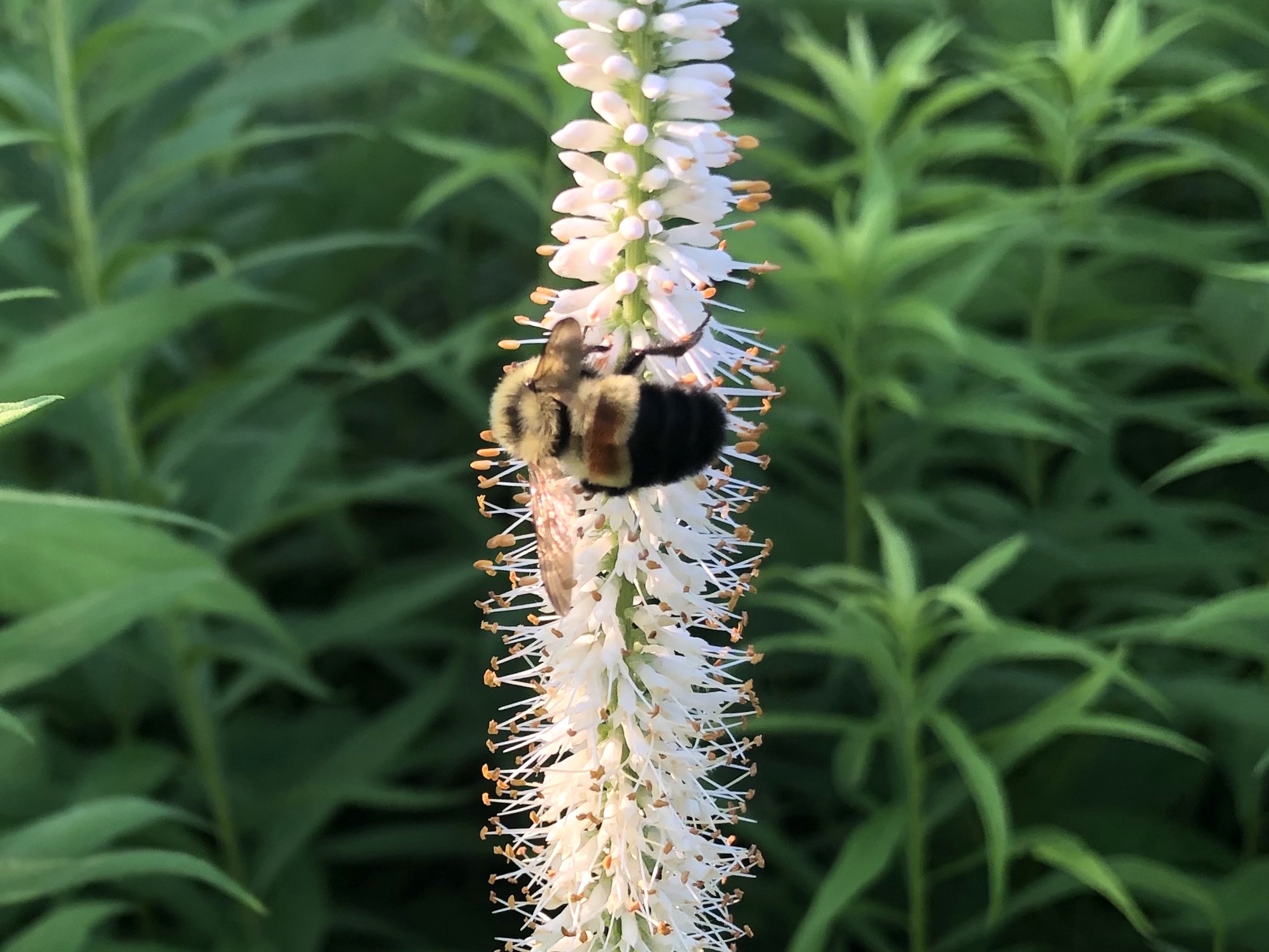 Rusty Patch Bumblebee on Culver's Root In Oak Savnanna in Madison, Wisconsin on July 6, 2021.