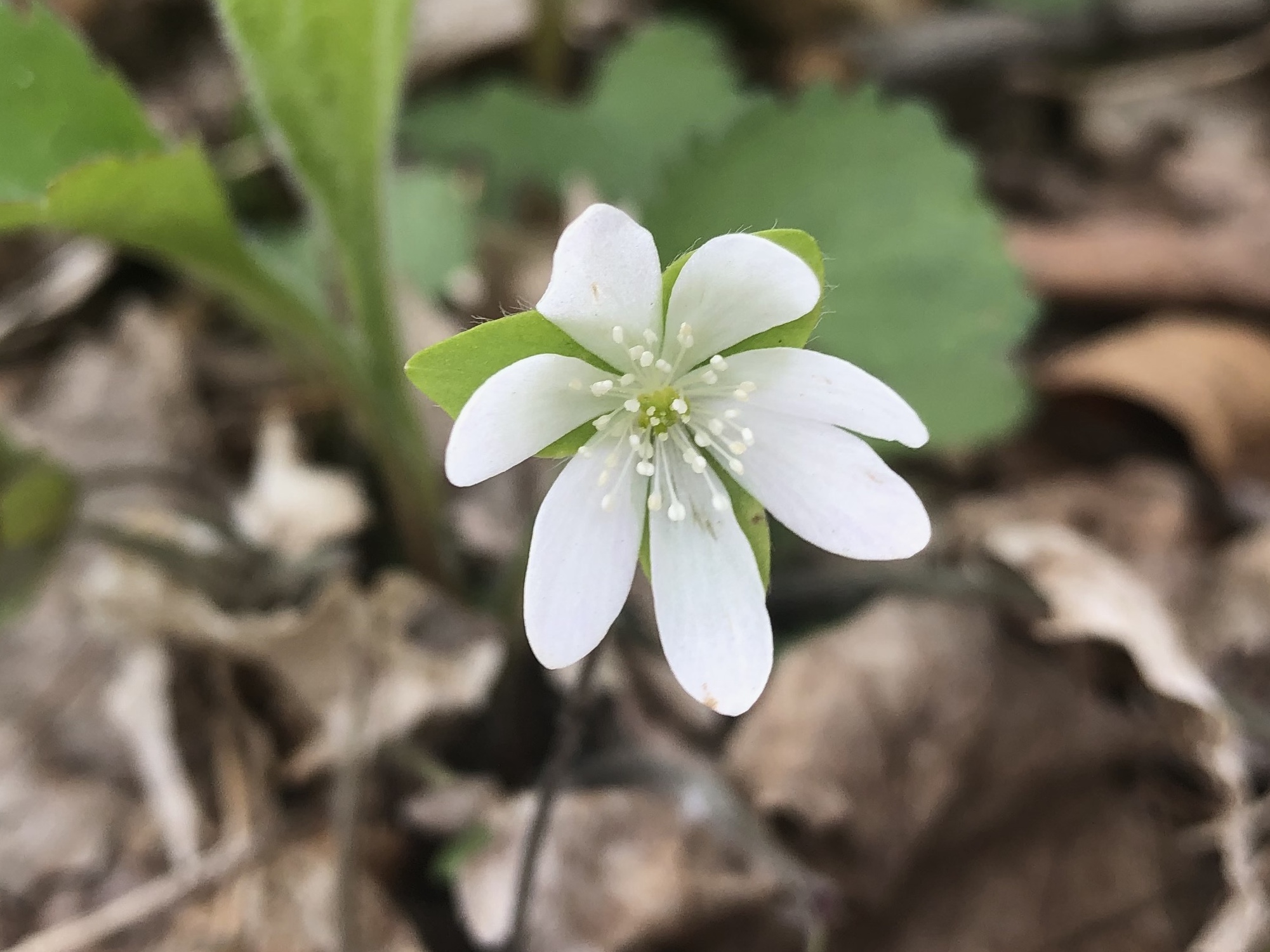 Sharp-lobed Hepatica in the Maple-Basswood Forest of the University of Wisconsin Arboretum in Madison, Wisconsin on May 4, 2020.