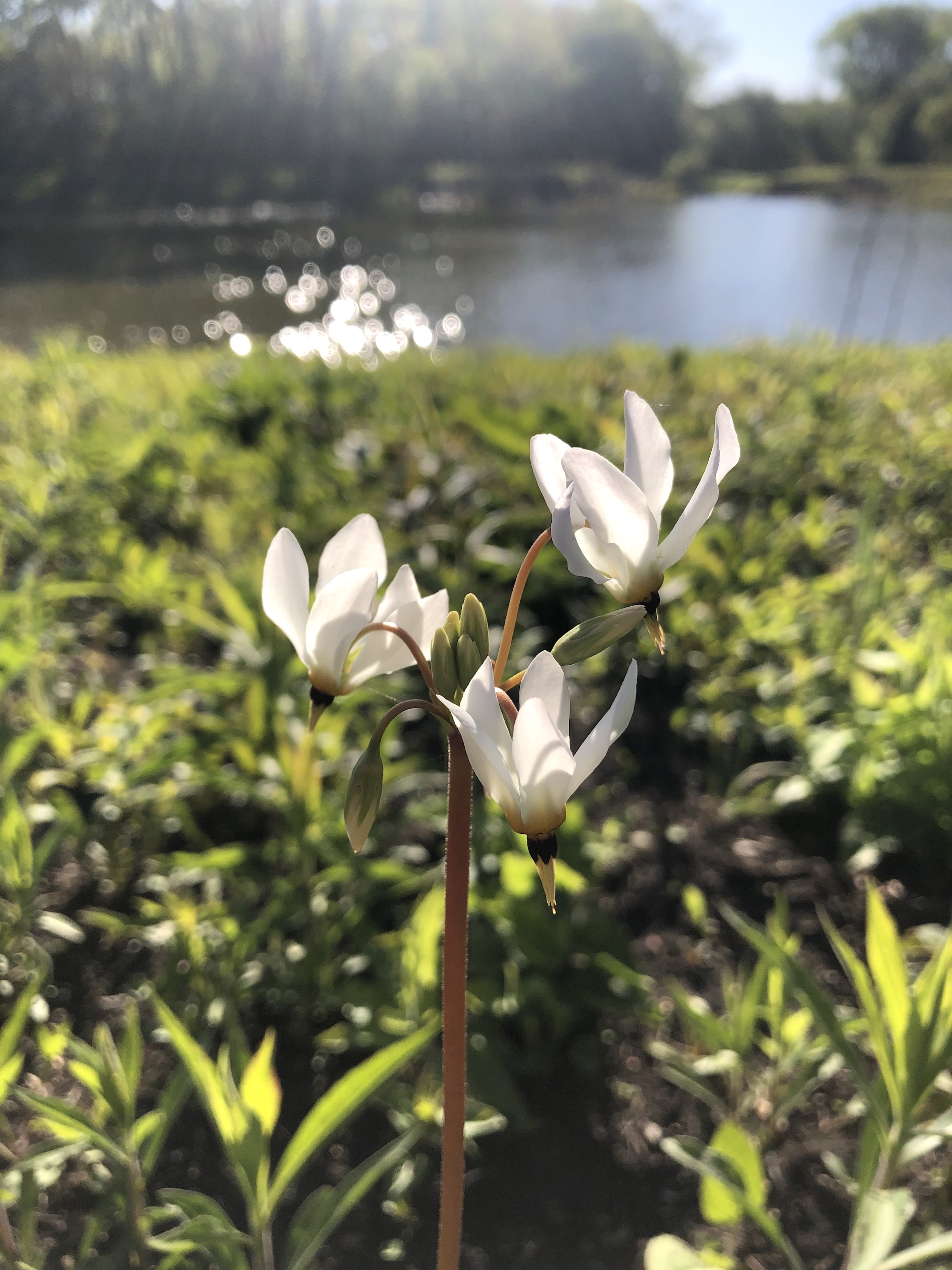 Shooting Star on bank of retaining pond on May 11, 2021.