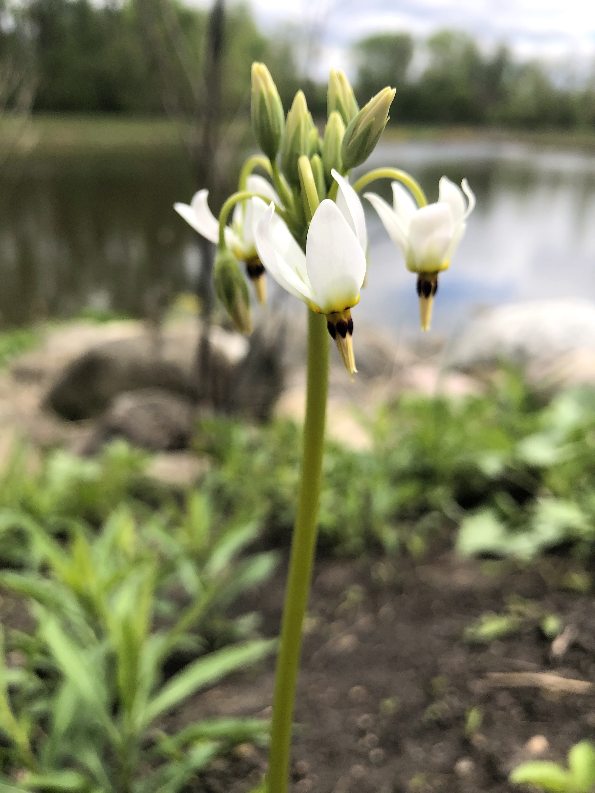Shooting Star on bank of retaining pond on May 7, 2021.