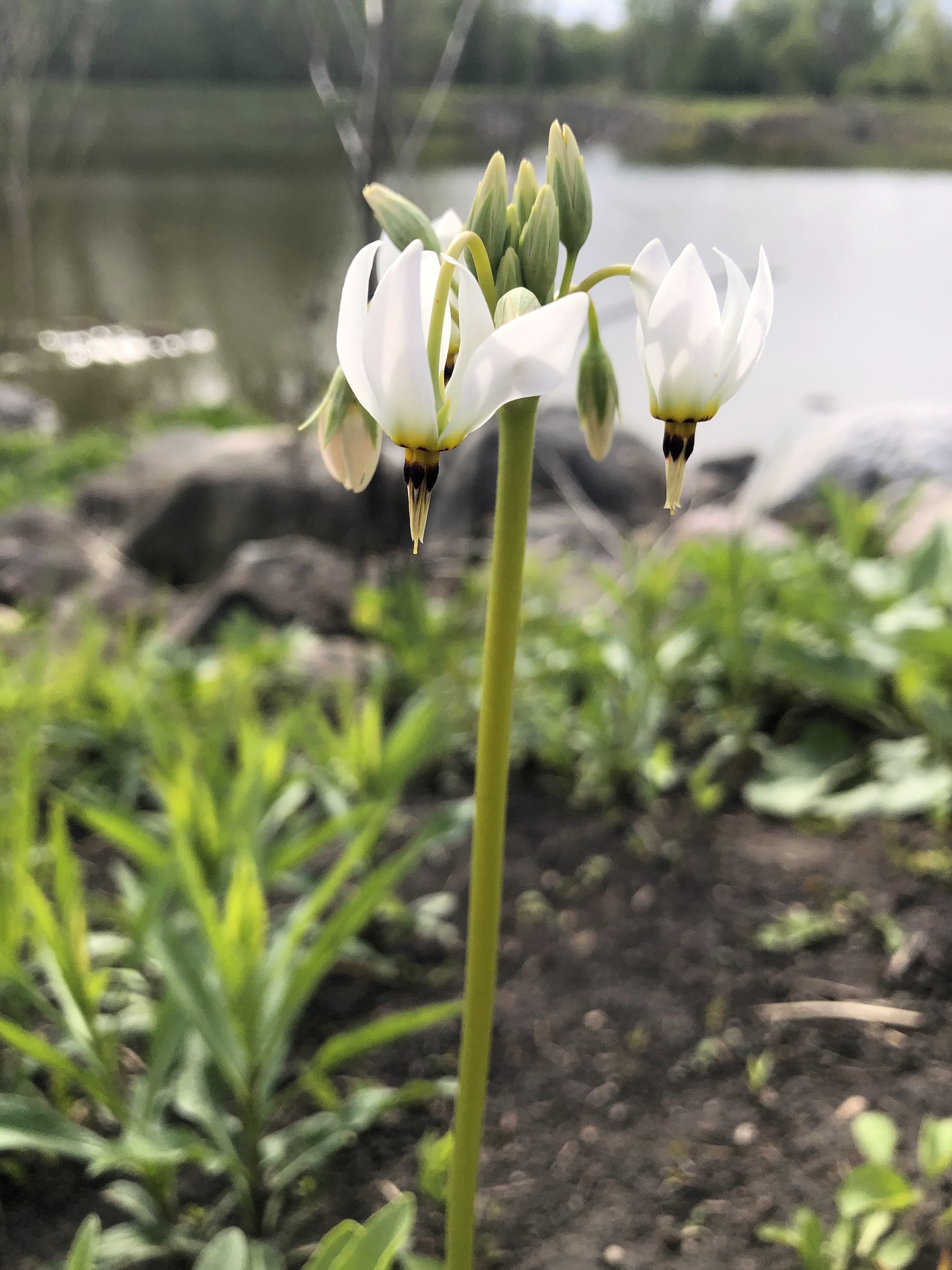 Shooting Star on bank of retaining pond on May 9, 2021.